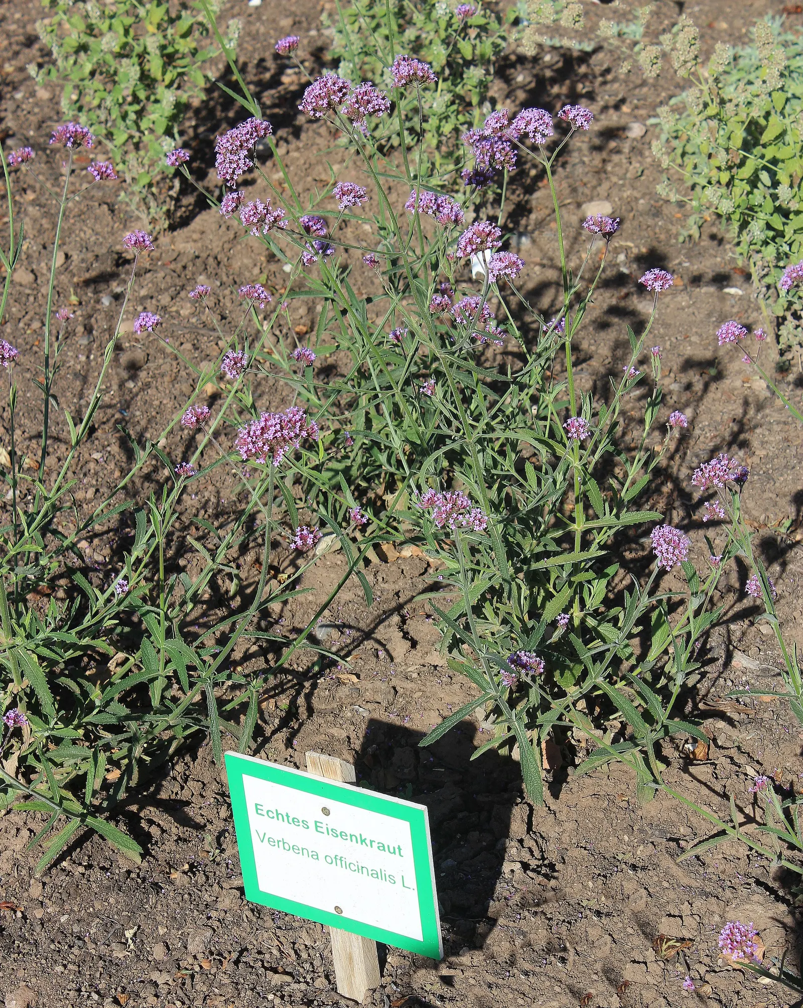 Garden Verbena (Verbena X Hybrida) — When preparing the planting site