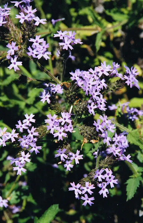 Garden Verbena (Verbena X Hybrida) — set atop lance-shaped foliage that offers a lush; ideal for borders, containers, and hanging baskets, it attracts