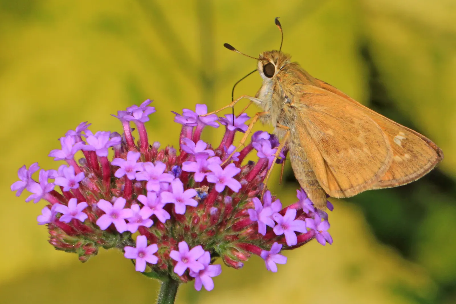 Garden Verbena (Verbena X Hybrida) — scientifically referred to as Verbena x hybrida; aim for a spacing of approximately 8 to 14 inches to allow for ample