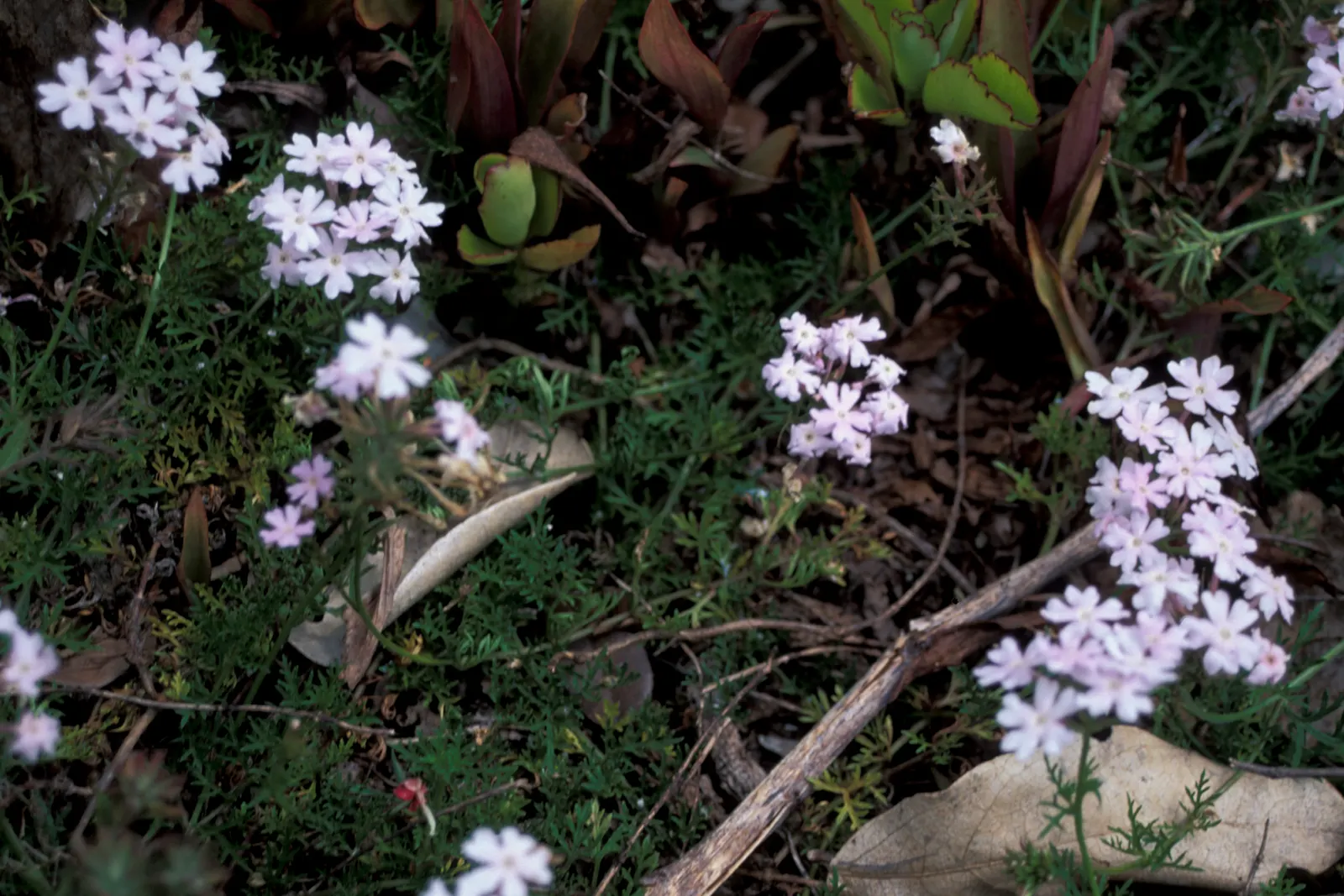 Garden Verbena (Verbena X Hybrida) — or as infill between larger shrubs; purple flowers in the garden