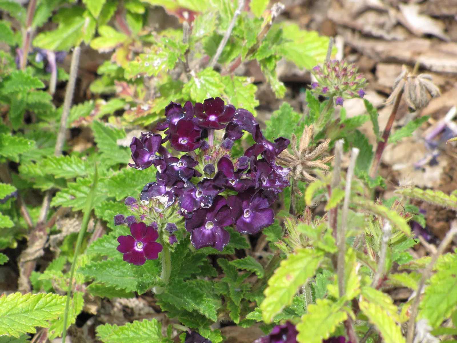 Garden Verbena (Verbena X Hybrida) — Preferring full sun exposure