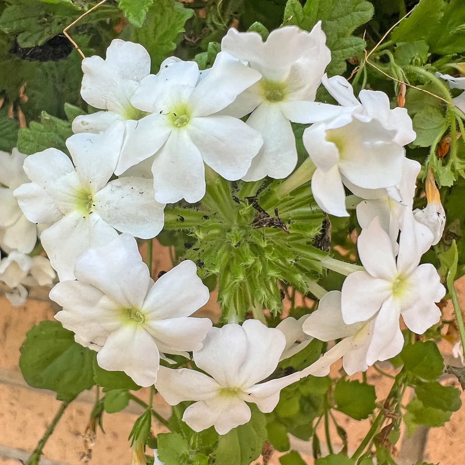 Garden Verbena (Verbena X Hybrida) — ground cover / perennial for full or half