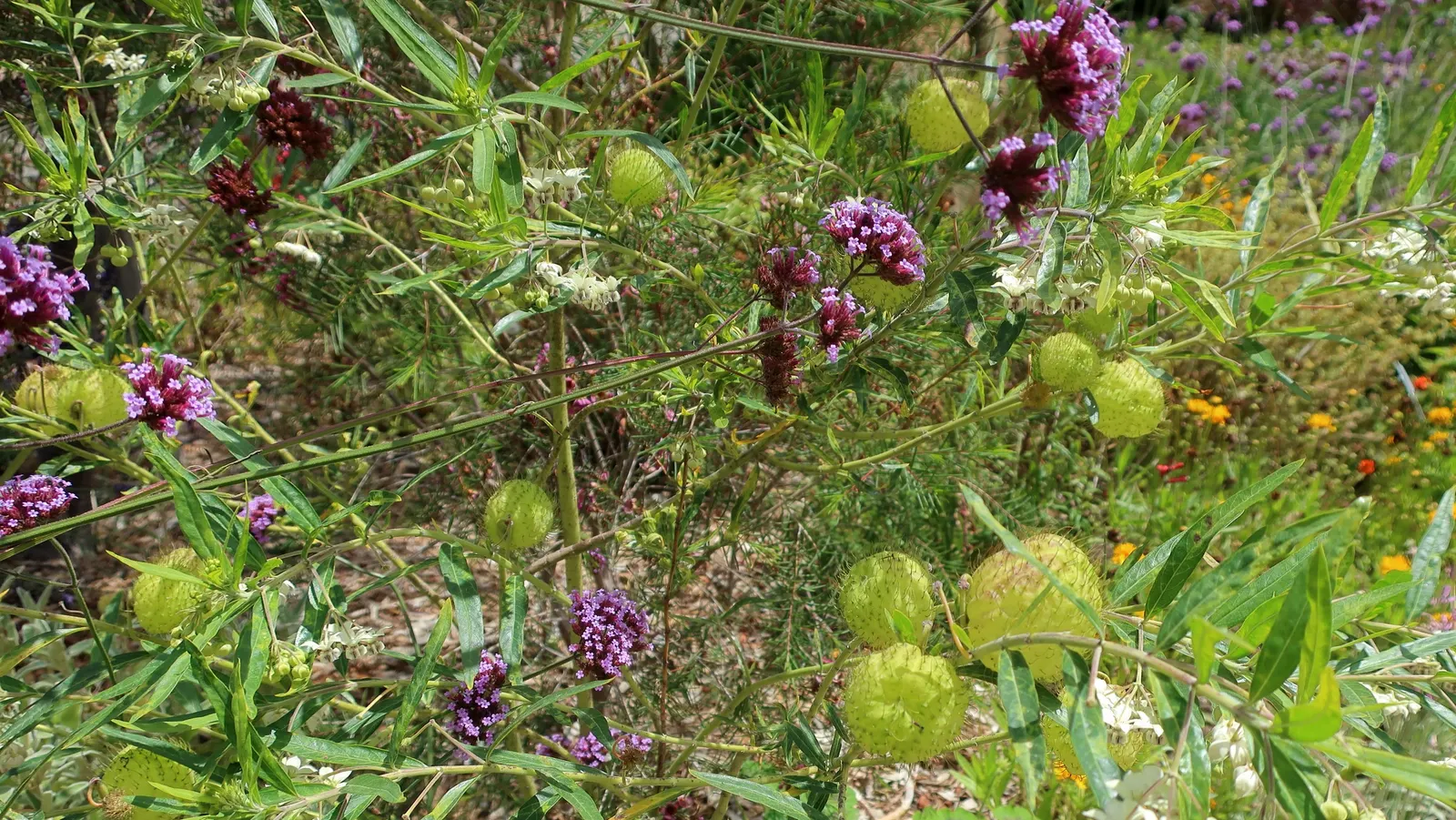 Garden Verbena (Verbena X Hybrida) — critical for preventing powdery mildew and other fungal issues
