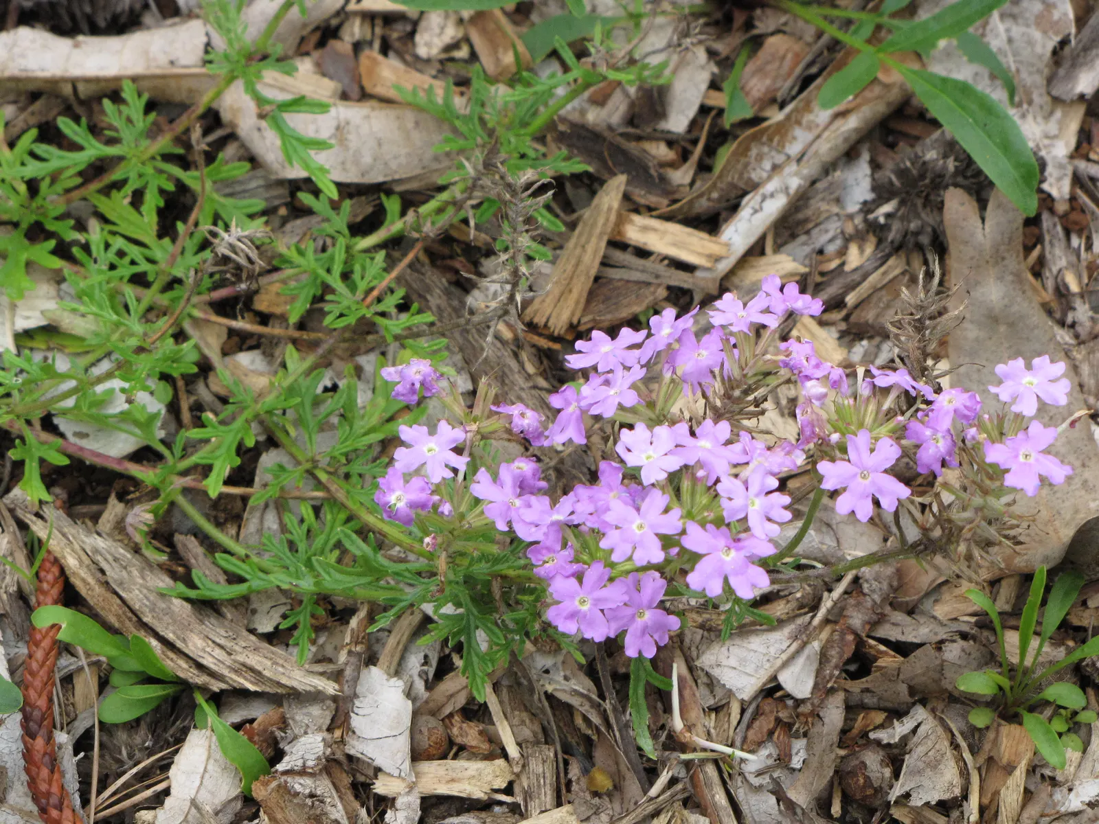 Garden Verbena (Verbena X Hybrida) — or as infill between larger shrubs