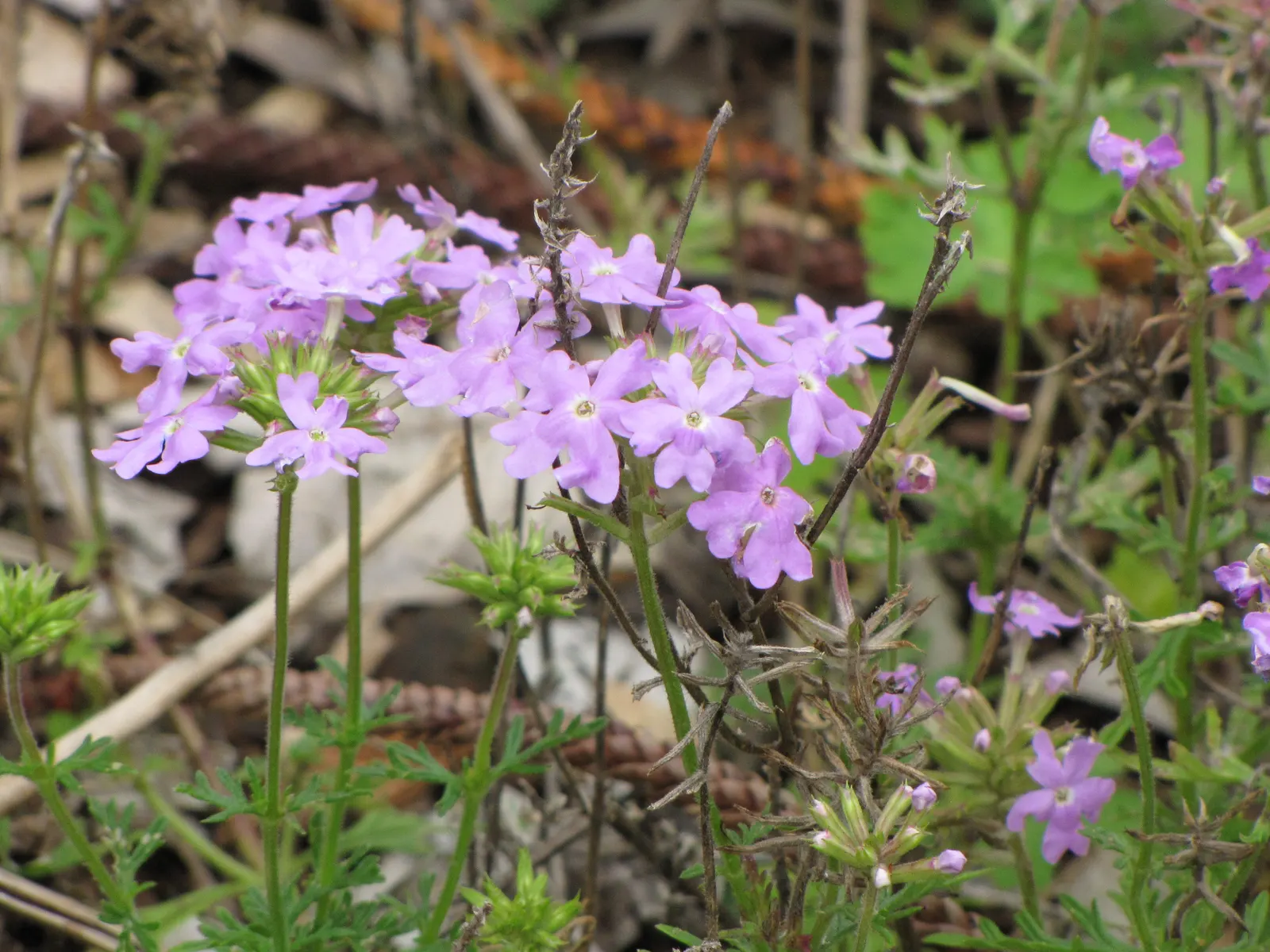 Garden Verbena (Verbena X Hybrida) — prized for its continuous blooming from summer until frost