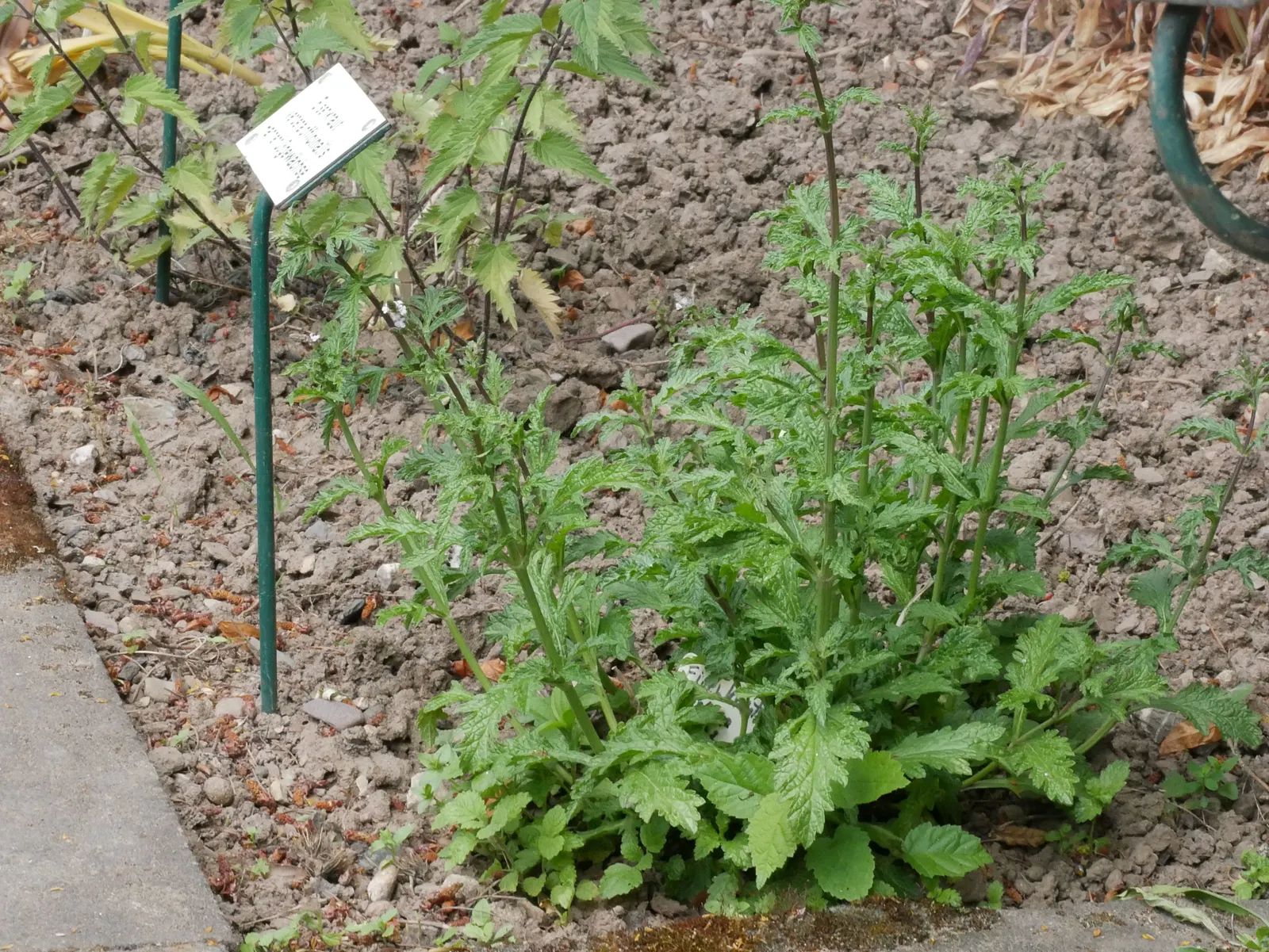 Garden Verbena (Verbena X Hybrida) — making it an excellent addition to any landscape design; deadheading the spent blooms will encourage further flowering and