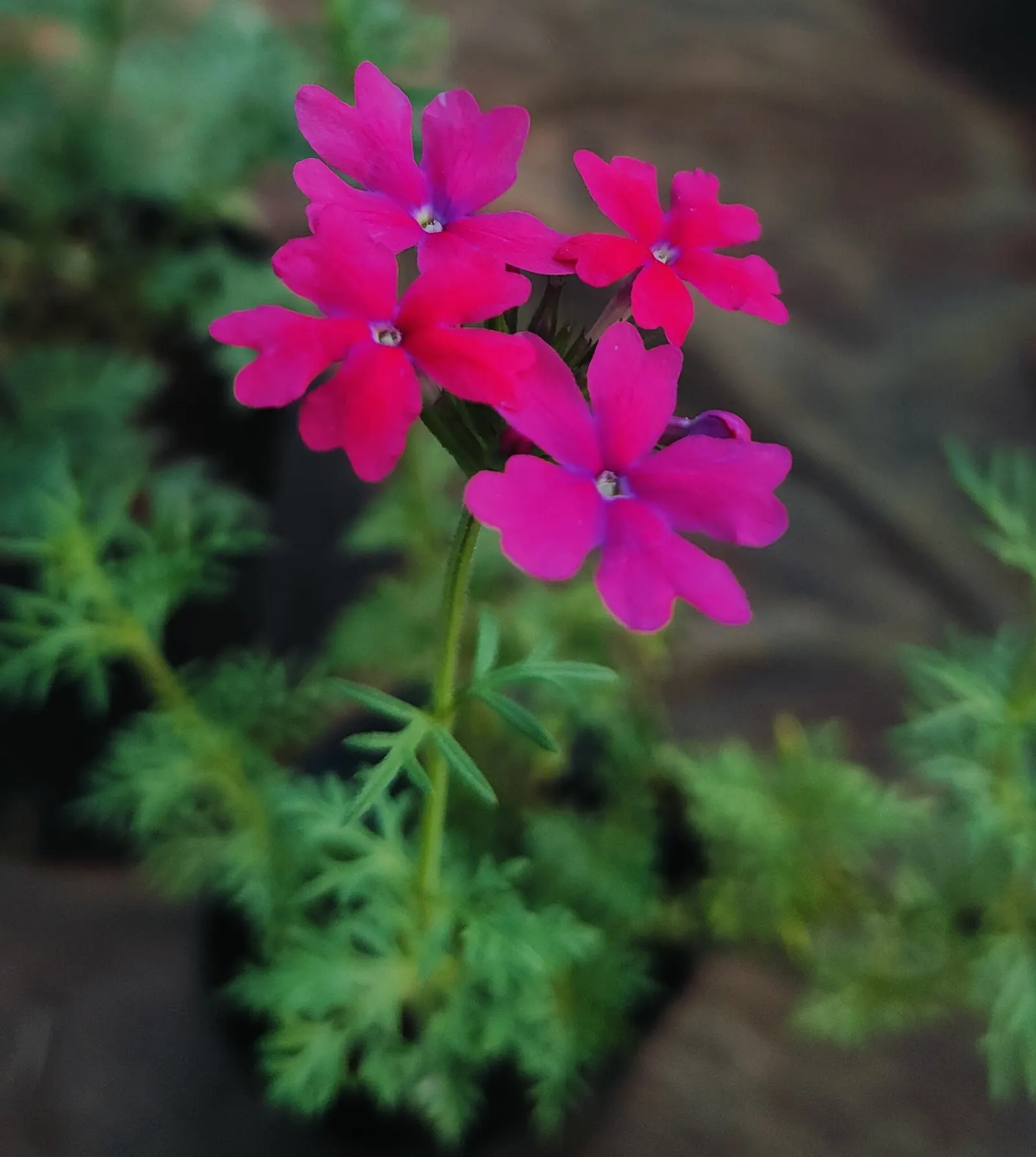 Garden Verbena (Verbena X Hybrida) — Garden Verbena (Verbena x hybrida) is a perennial often grown as an annual; reaching 6-12 inches in height with a spread
