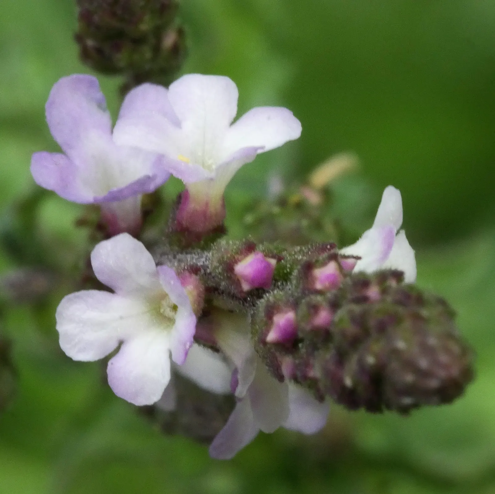 Garden Verbena (Verbena X Hybrida) — this plant thrives in well-drained soil and requires moderate watering; prized for its continuous blooming from summer