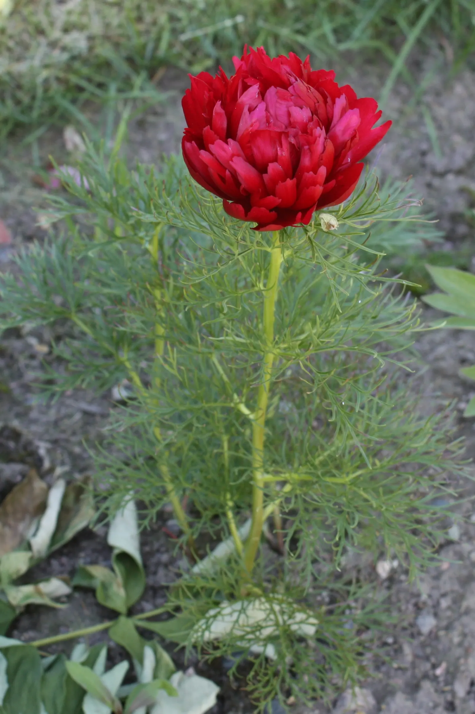 Garden Peony (Paeonia 'Gardenia') — Preferring full sun to part shade