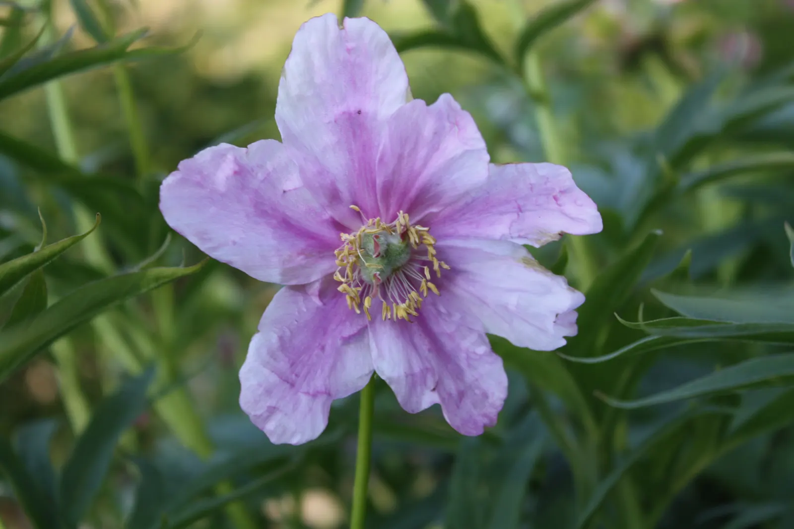 Garden Peony (Paeonia 'Gardenia') — this herbaceous peony presents lush