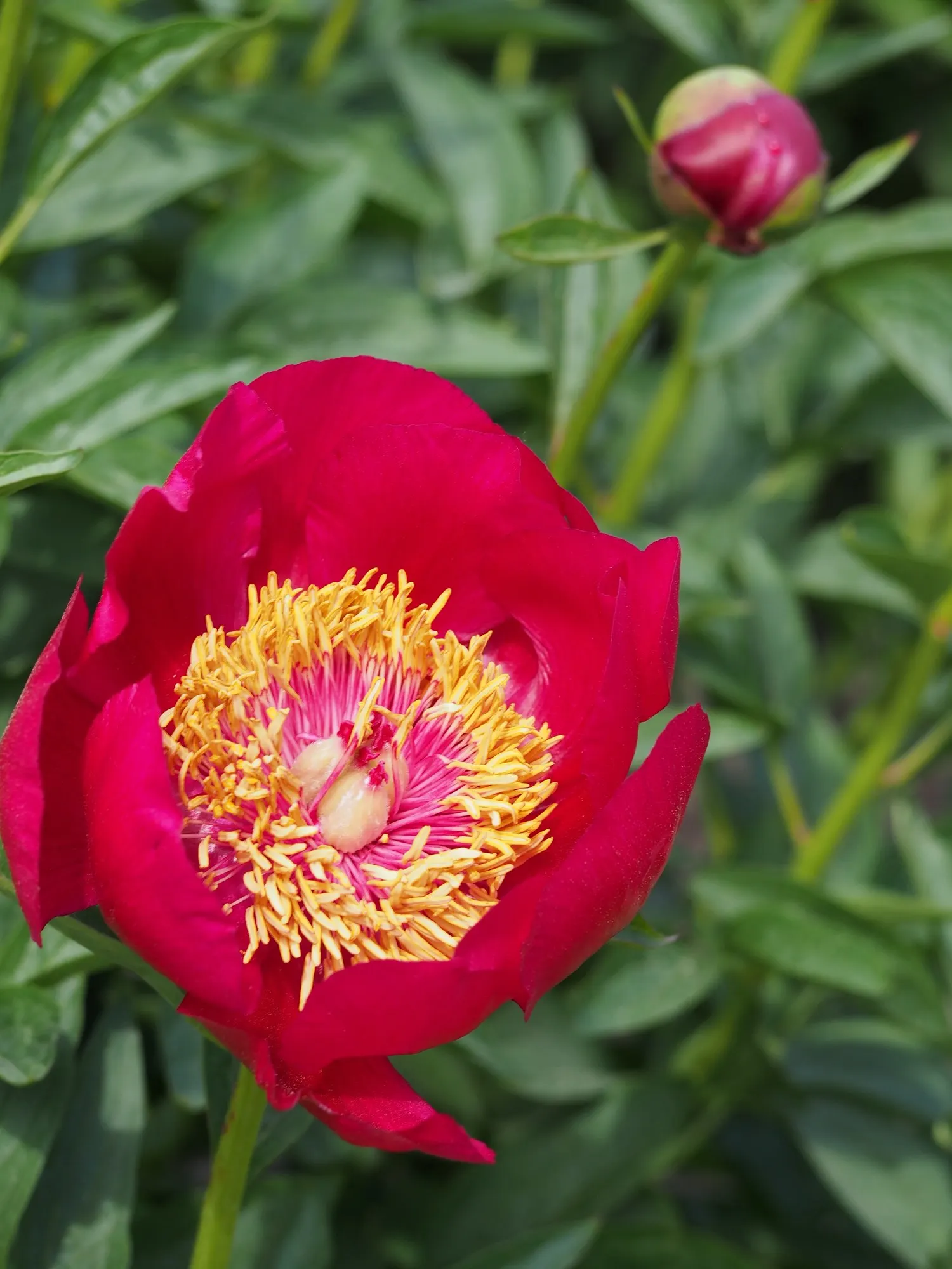 Garden Peony (Paeonia 'Gardenia') — is a coveted herbaceous perennial that evokes an air of classic elegance in any landscape design