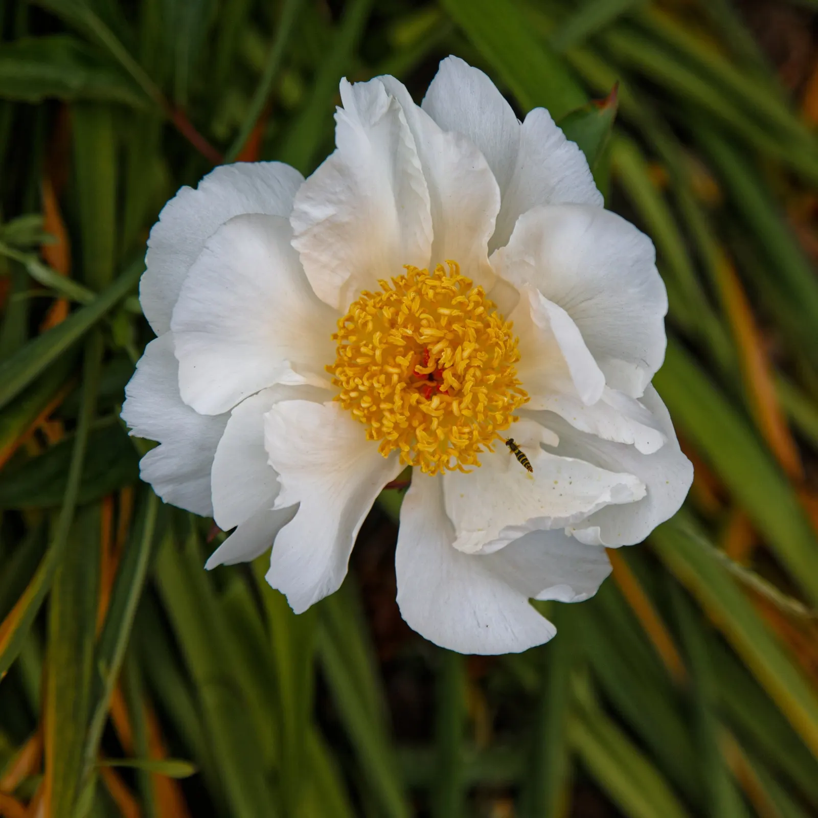 Garden Peony (Paeonia 'Gardenia') — with creamy white petals that can span up to 5 to 7 inches across when fully open