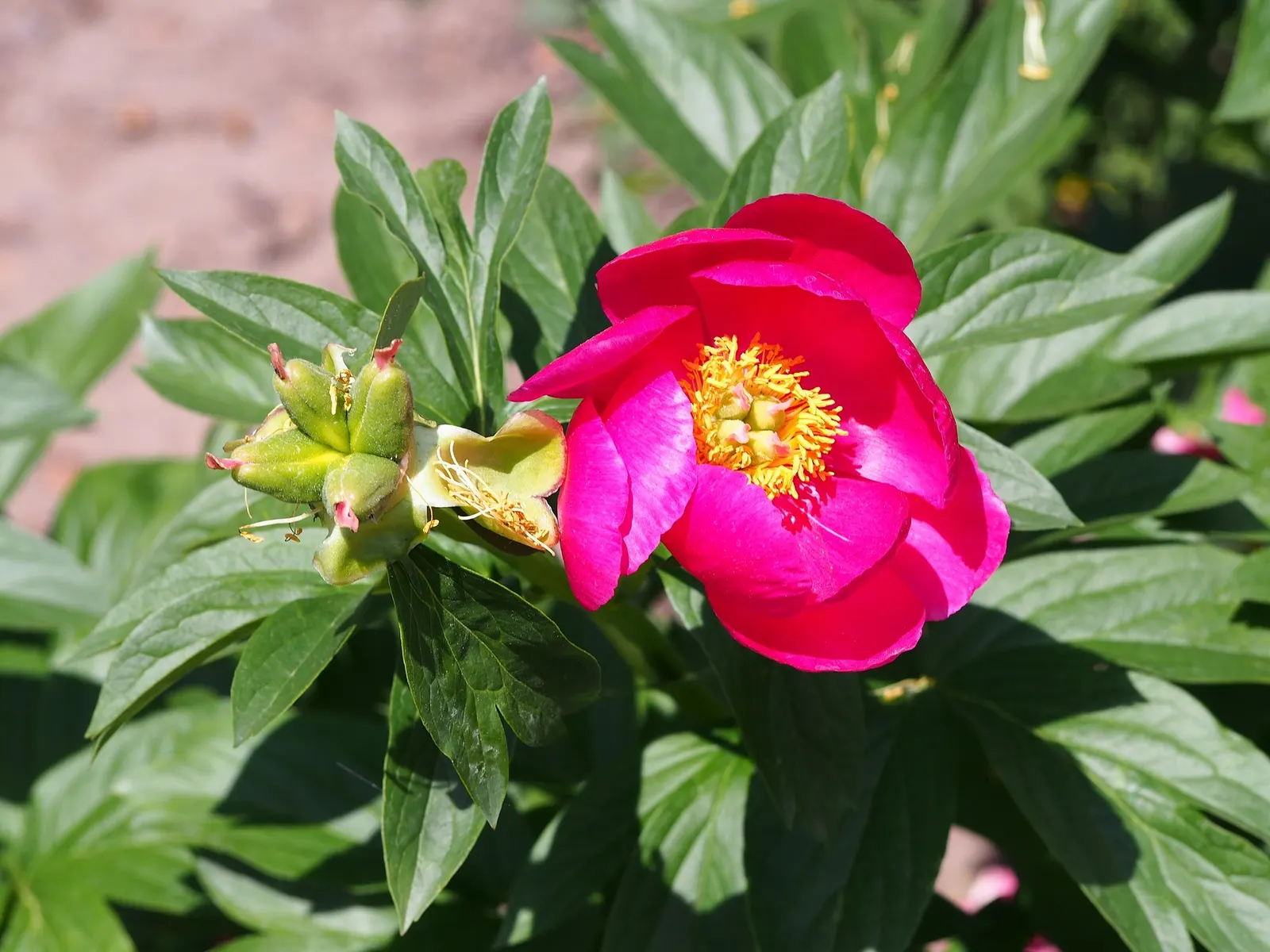 Garden Peony (Paeonia 'Gardenia') — this peony variety is as stately as it is fragrant