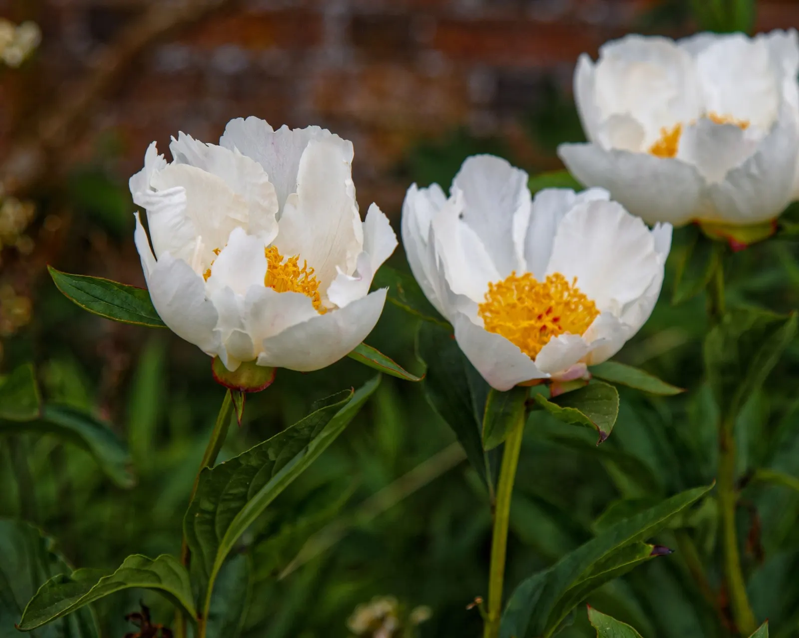 Garden Peony (Paeonia 'Gardenia') — typically around May to June