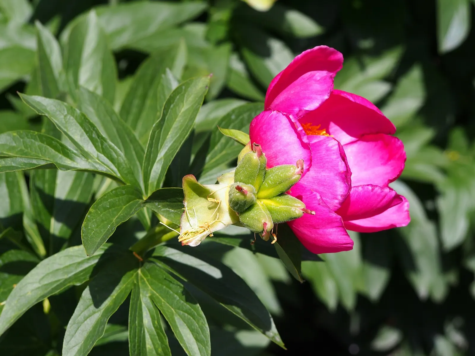 Garden Peony (Paeonia 'Gardenia') — large double blooms are reminiscent of the exotic gardenia