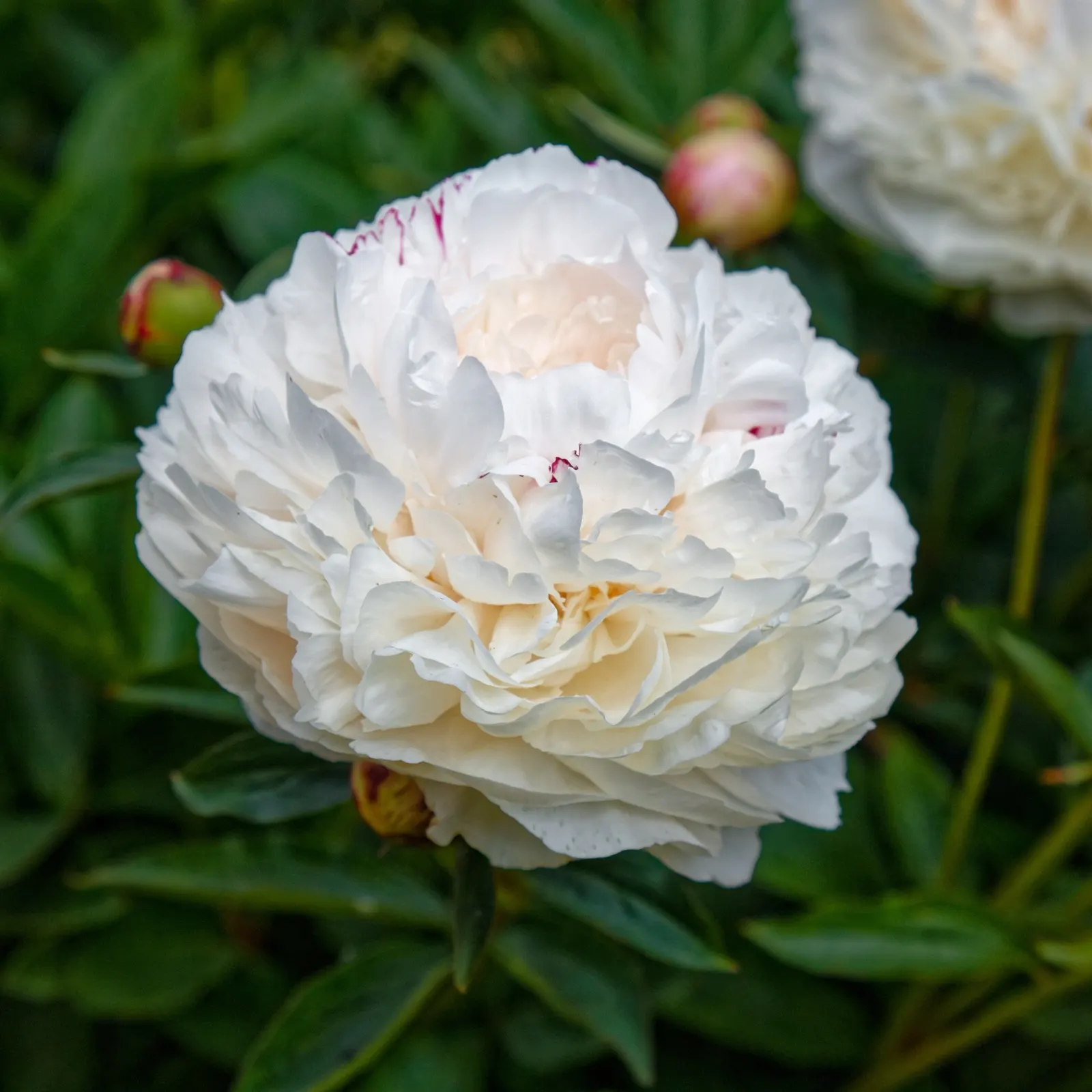 Garden Peony (Paeonia 'Gardenia') — <br><br>Flowering in late spring to early summer