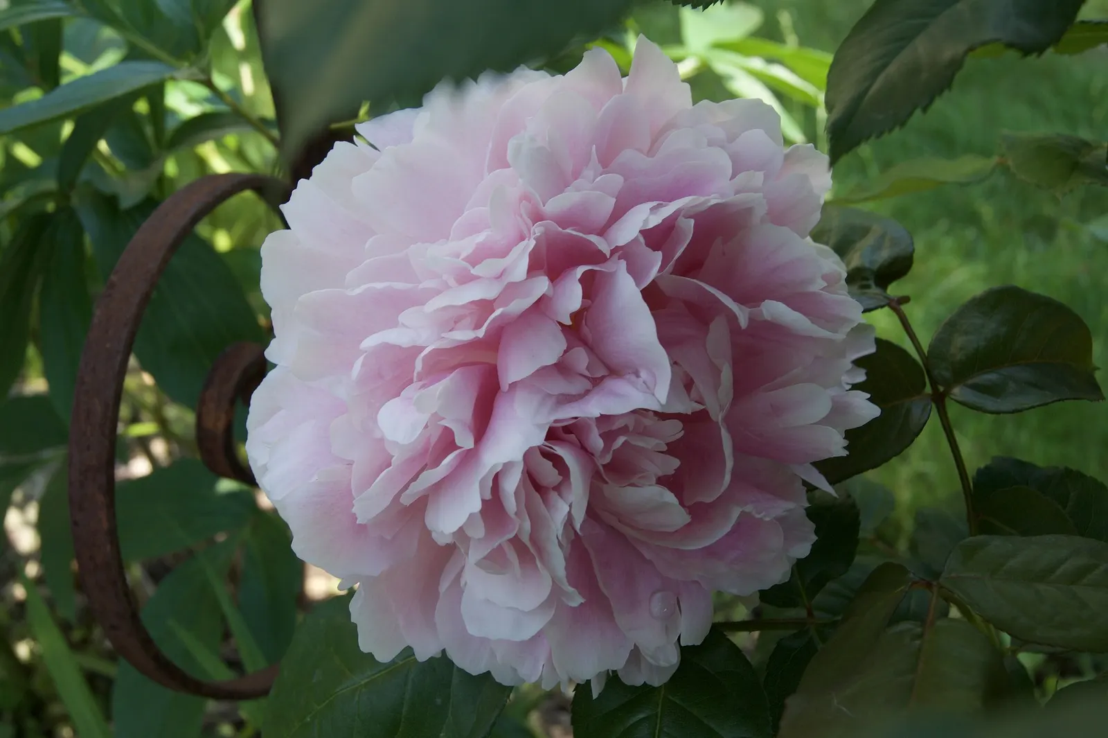 Garden Peony (Paeonia 'Gardenia') — the Gardenia Peony provides an exuberant display that can last up to 7-10 days