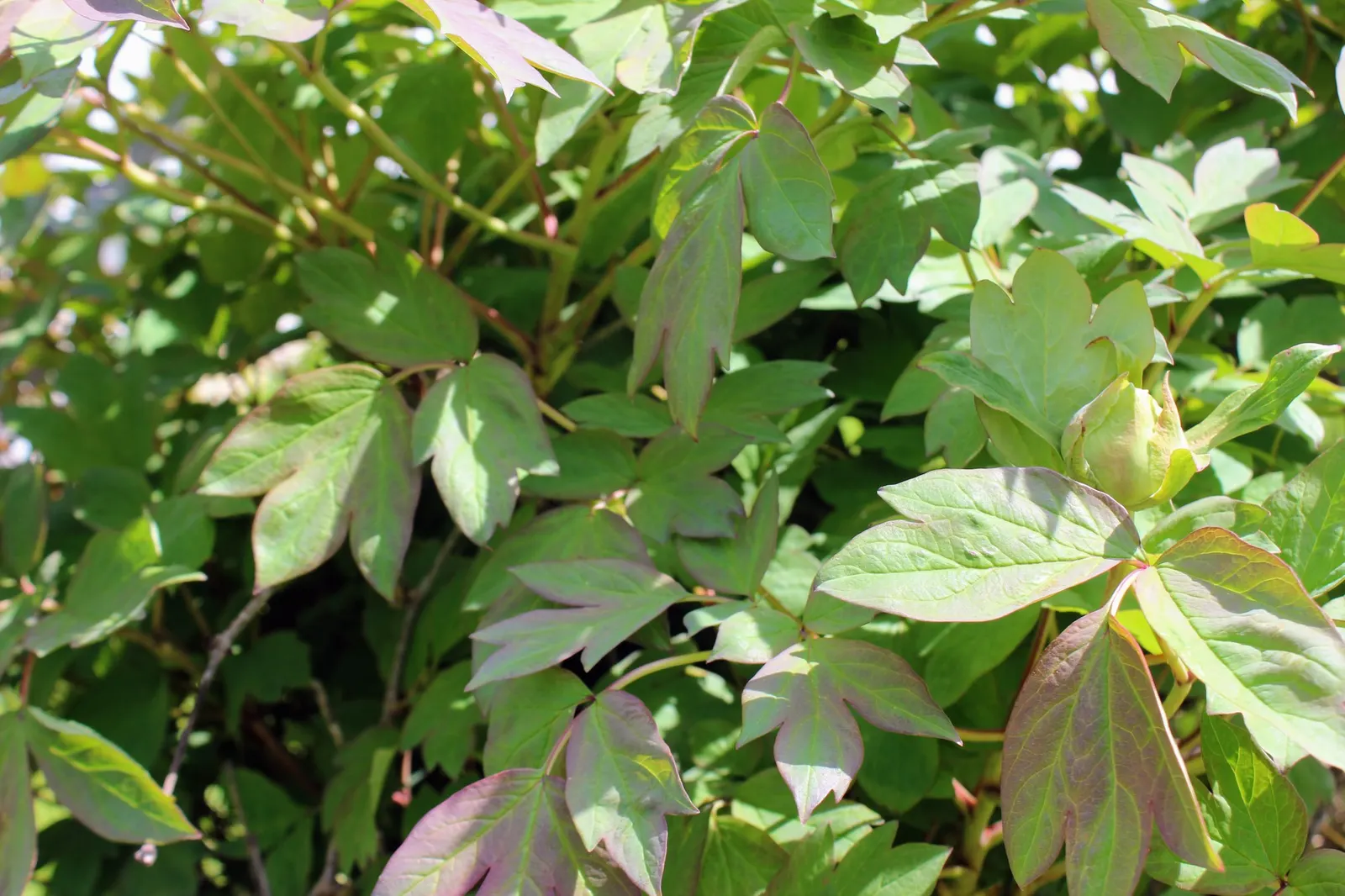 Garden Peony (Paeonia 'Gardenia') — commonly referred to as the Gardenia Peony