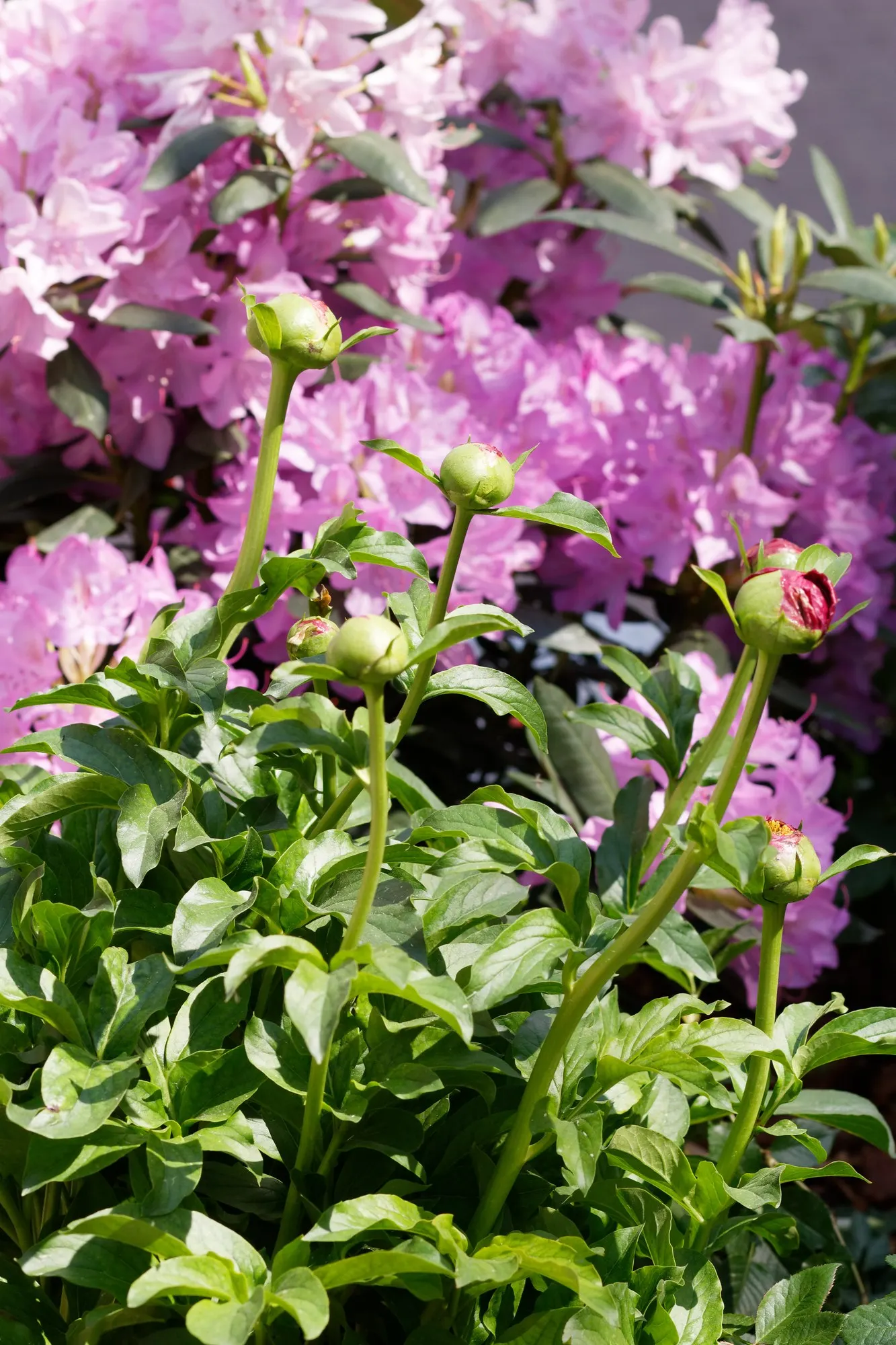 Garden Peony (Paeonia 'Gardenia') — Hardy in zones 3-8, requires well-drained soil