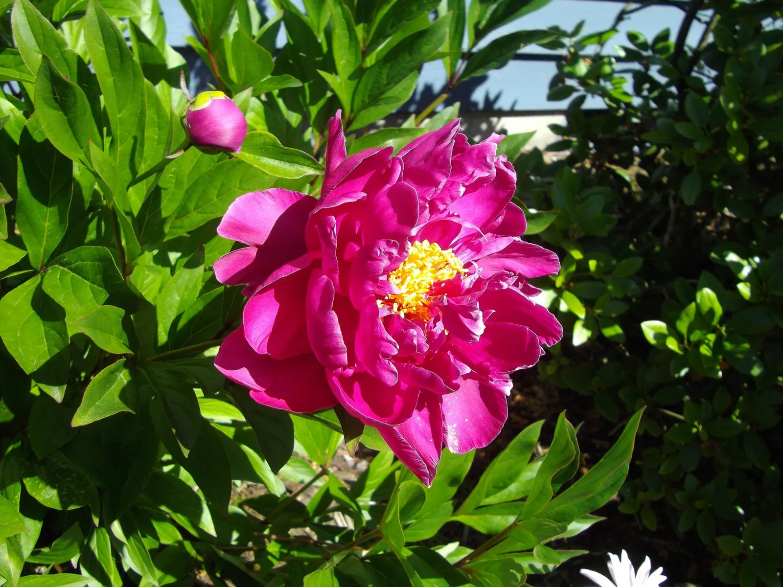 Garden Peony (Paeonia 'Gardenia') — Each blossom emits a delightful