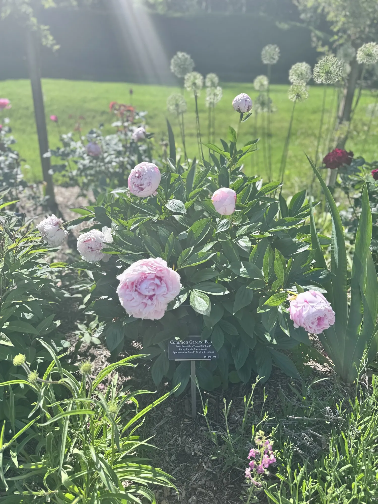 Garden Peony (Paeonia 'Gardenia') — this late-spring bloomer has dark green foliage