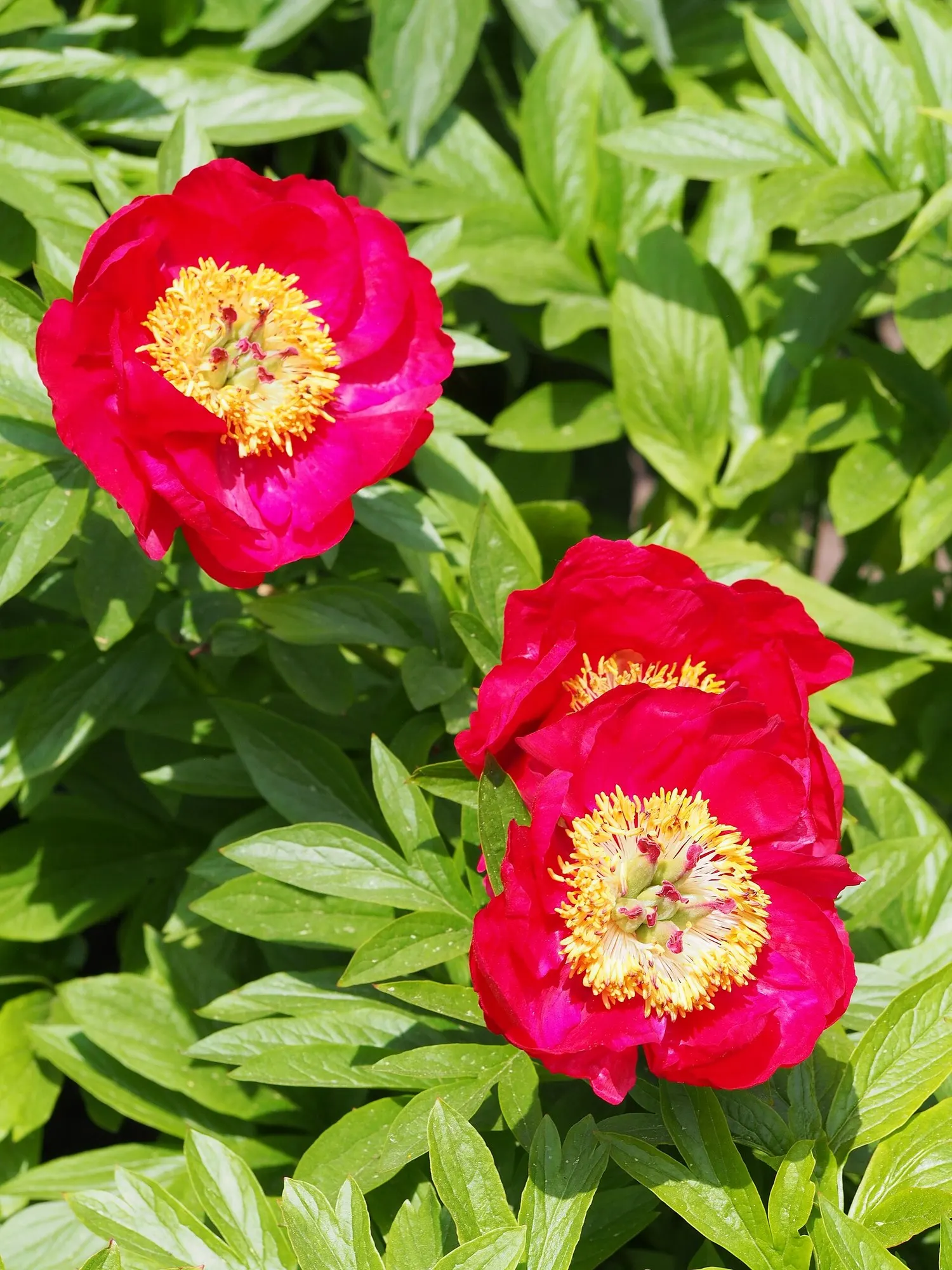 Garden Peony (Paeonia 'Gardenia') — deep green foliage that reaches a mature height of about 30 to 36 inches with an equal spread