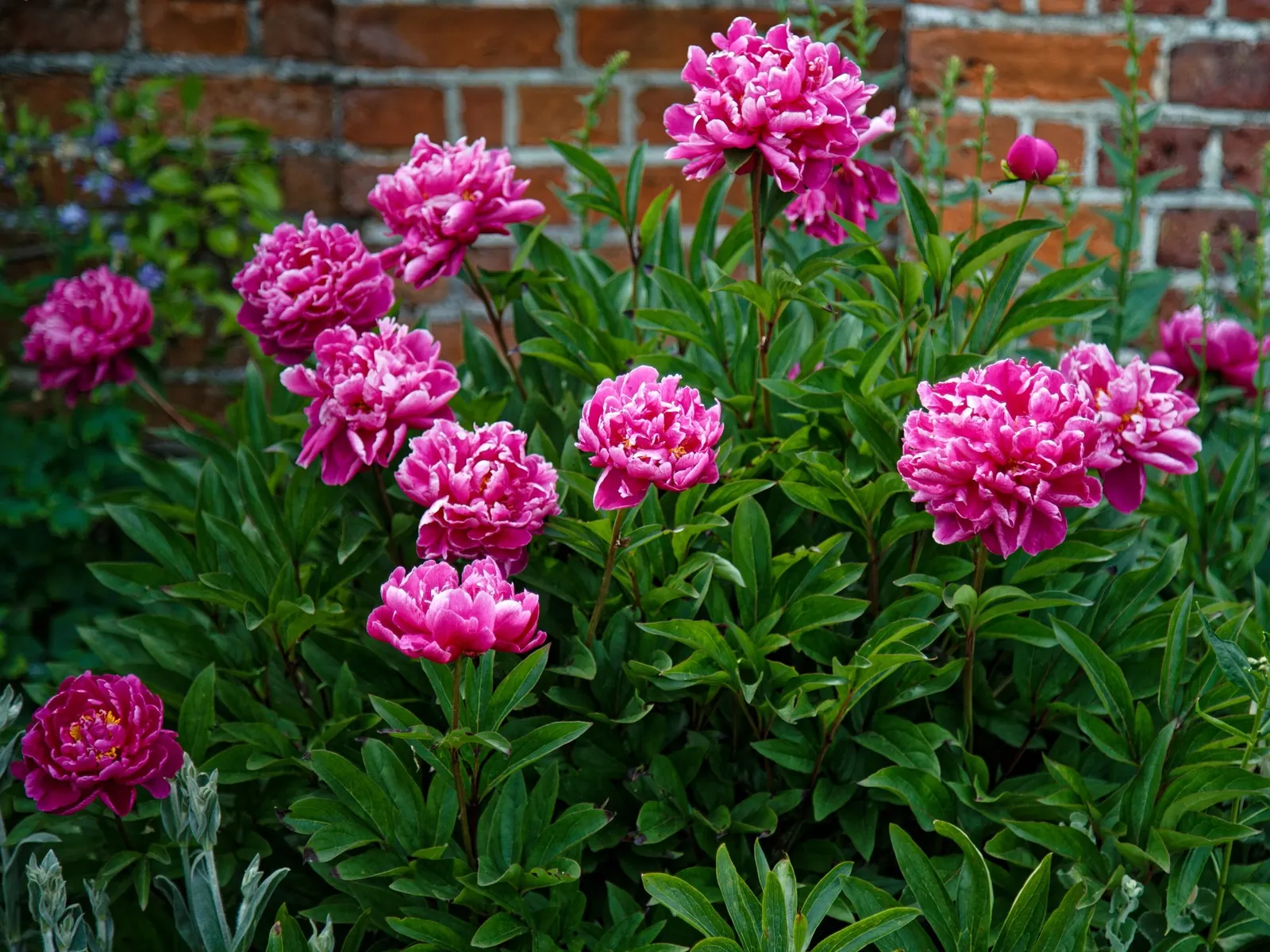 Garden Peony (Paeonia 'Gardenia') — spreading 24-36 inches wide