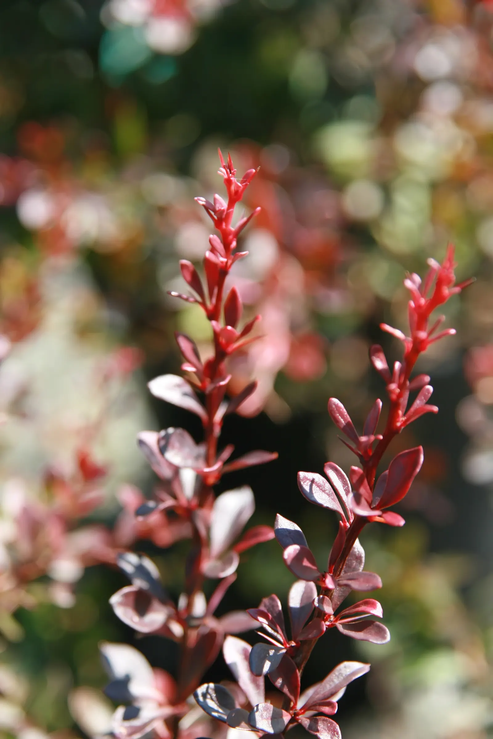 Crimson Pygmy Japanese Barberry (Berberis Thunbergii 'Crimson Pygmy') — Growing 18-24 inches tall and wide, its thorny branches make it an excellent choice for