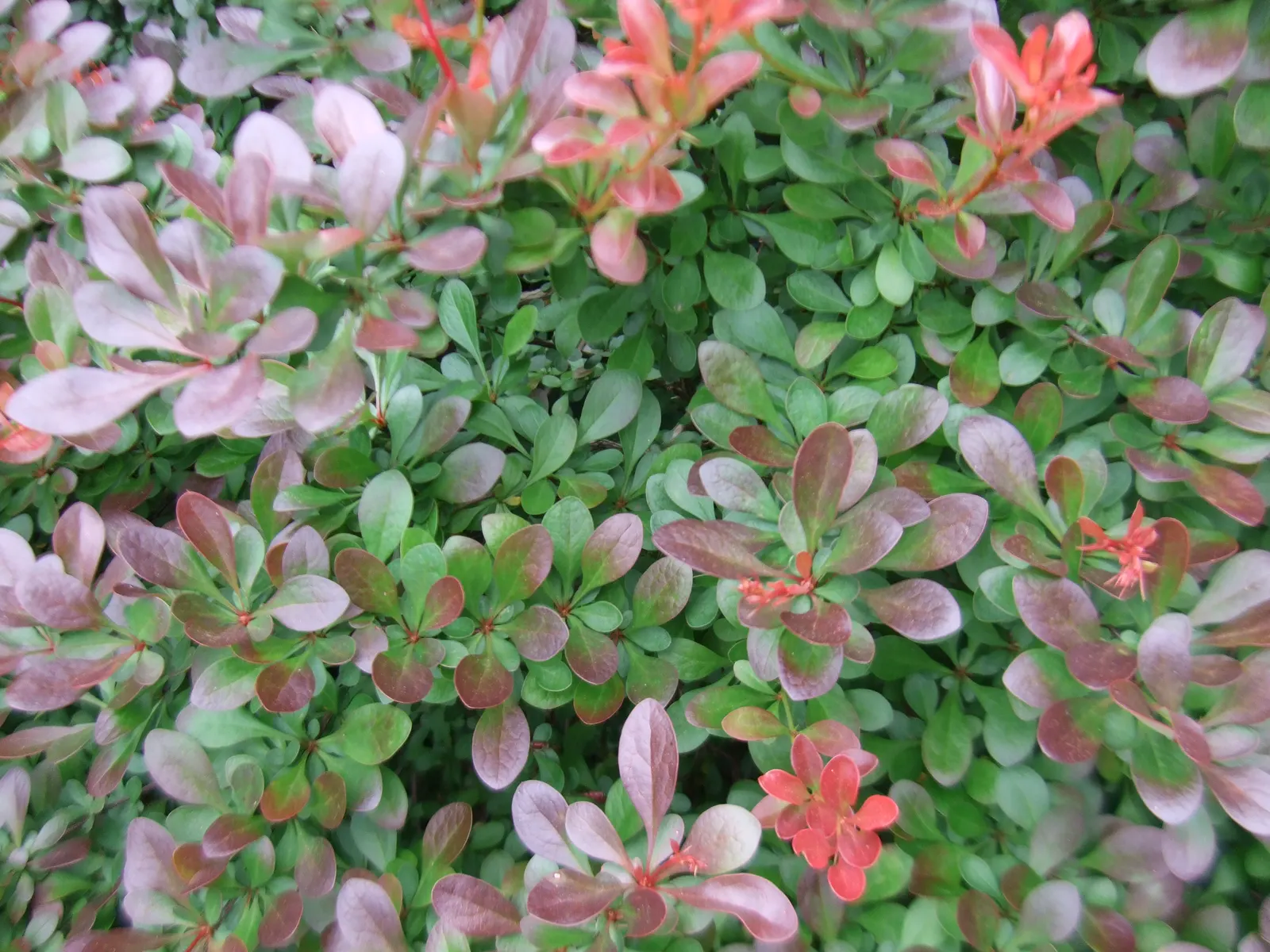 Crimson Pygmy Japanese Barberry (Berberis Thunbergii 'Crimson Pygmy') — In spring, tiny yellow flowers emerge, followed by red berries in fall, attracting