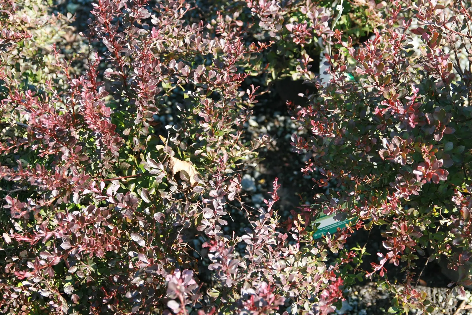 Crimson Pygmy Japanese Barberry (Berberis Thunbergii 'Crimson Pygmy') — is a compact deciduous shrub with vibrant reddish-purple foliage