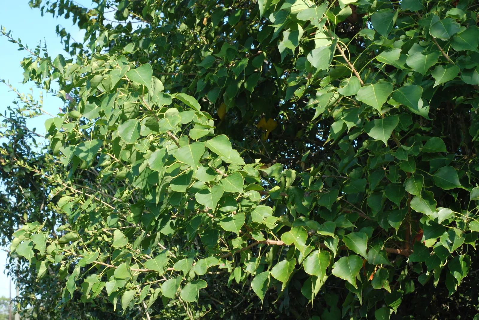 Chinese Tallow Tree (Triadica Sebifera) — yellow flowers in the garden