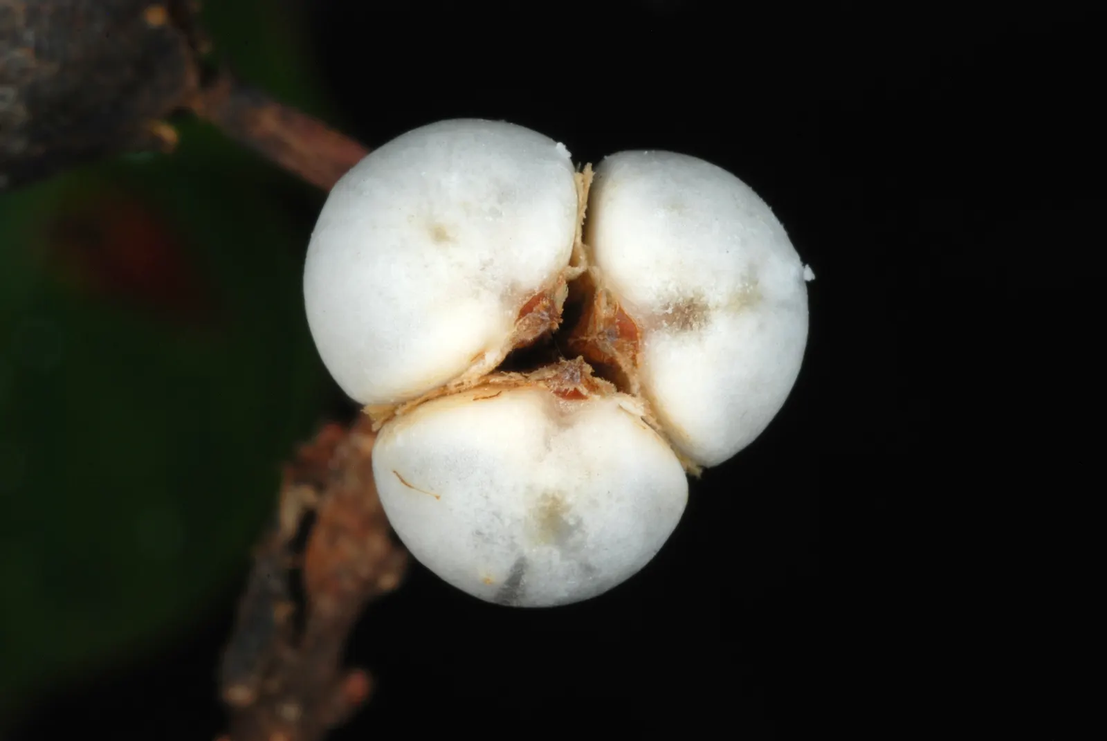 Chinese Tallow Tree (Triadica Sebifera) — inconspicuous yellow flowers