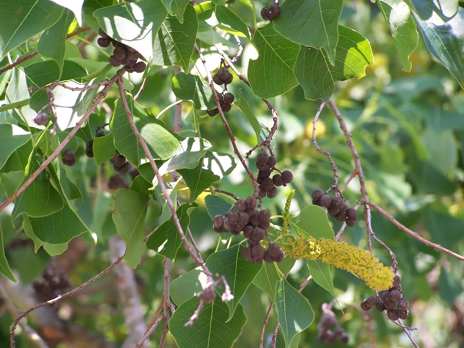 Chinese Tallow Tree (Triadica Sebifera) — white-waxy tallow that attracts birds; tree with yellow blooms