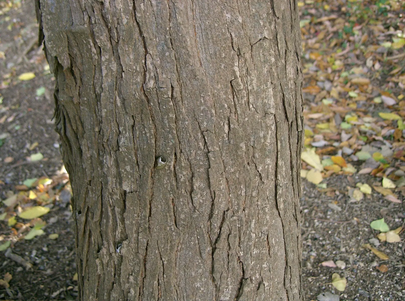 Chinese Tallow Tree (Triadica Sebifera) — Caution: Considered invasive in some areas; from well-drained sandy loams to clay