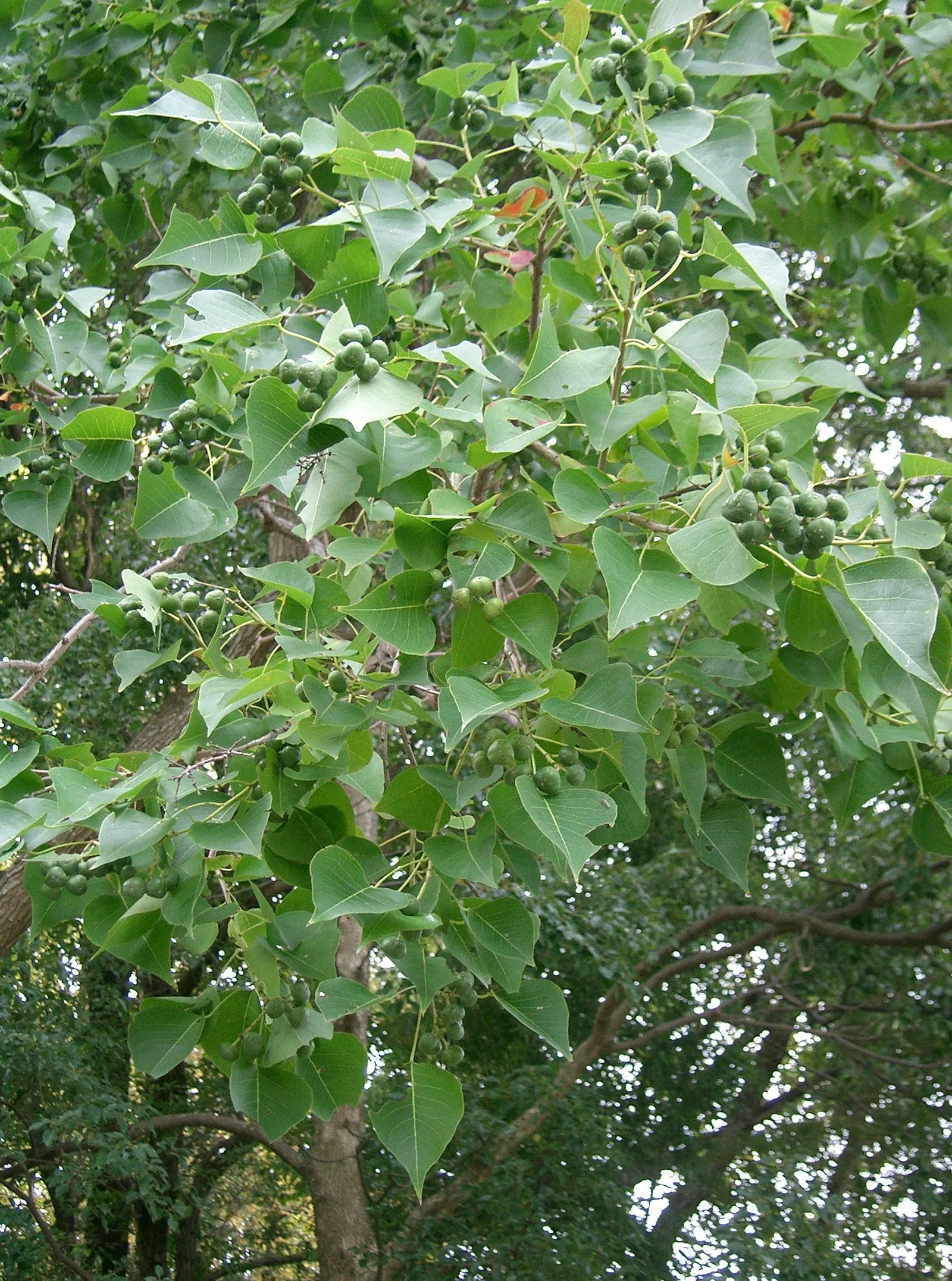 Chinese Tallow Tree (Triadica Sebifera) — white-waxy tallow that attracts birds