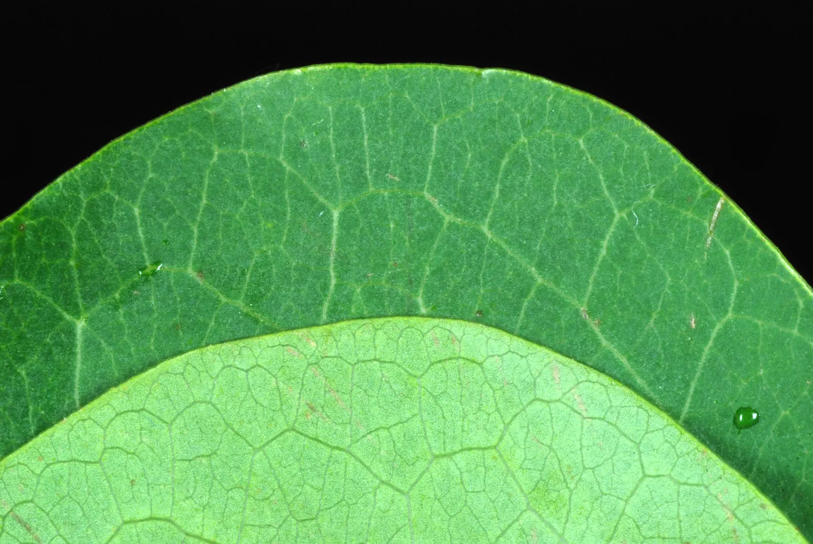 Chinese Tallow Tree (Triadica Sebifera) — from well-drained sandy loams to clay; this species is admired for its vibrant fall colors and rounded