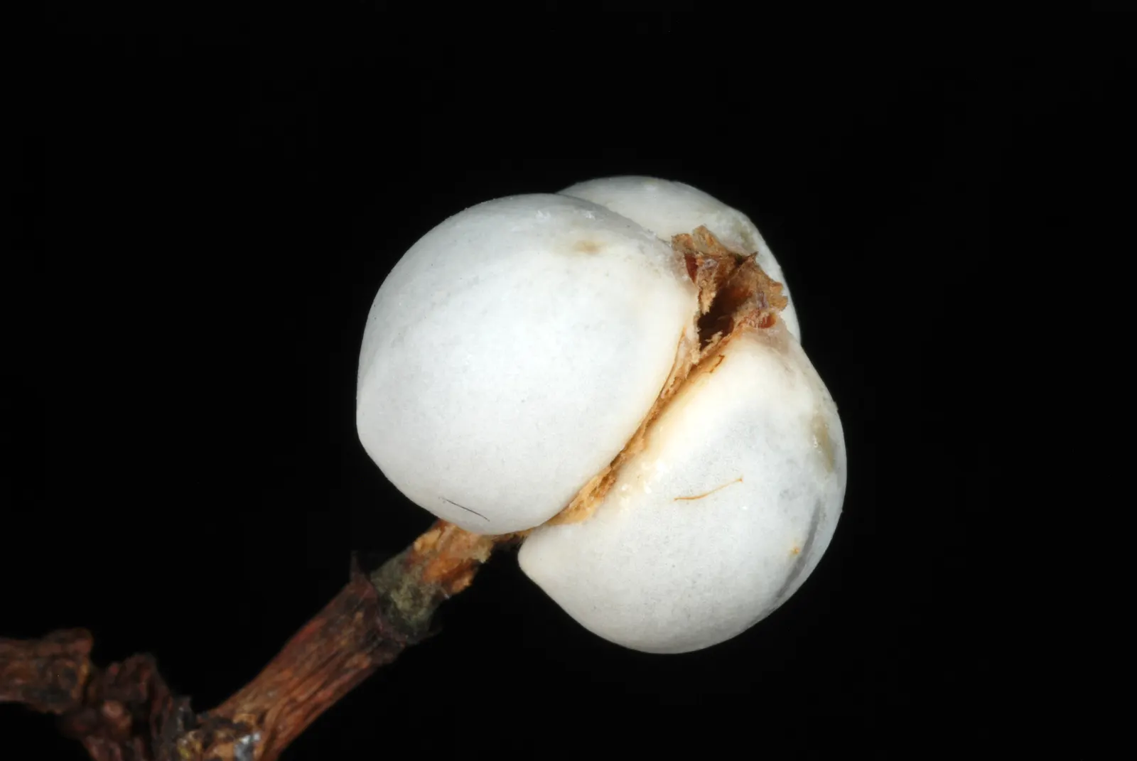 Chinese Tallow Tree (Triadica Sebifera) — This species is admired for its vibrant fall colors and rounded; though it will produce the most lavish foliage and
