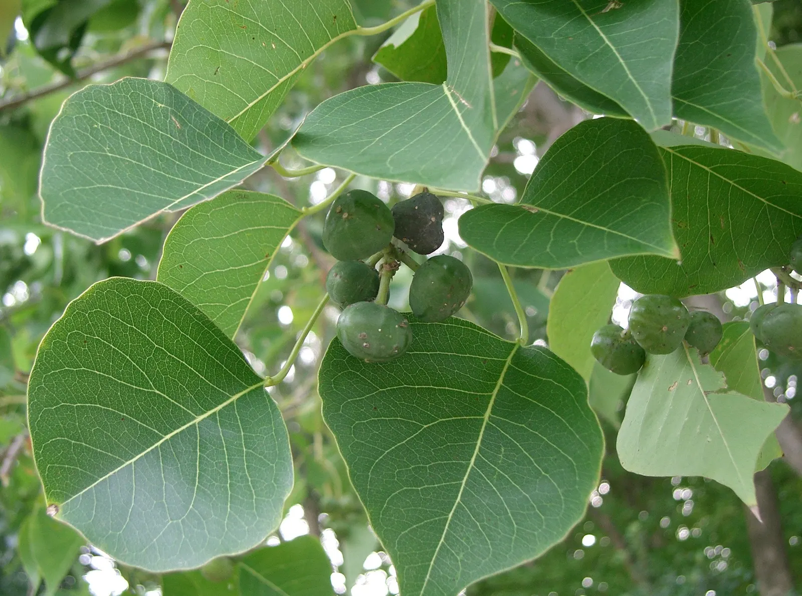 Chinese Tallow Tree (Triadica Sebifera) — This species is admired for its vibrant fall colors and rounded