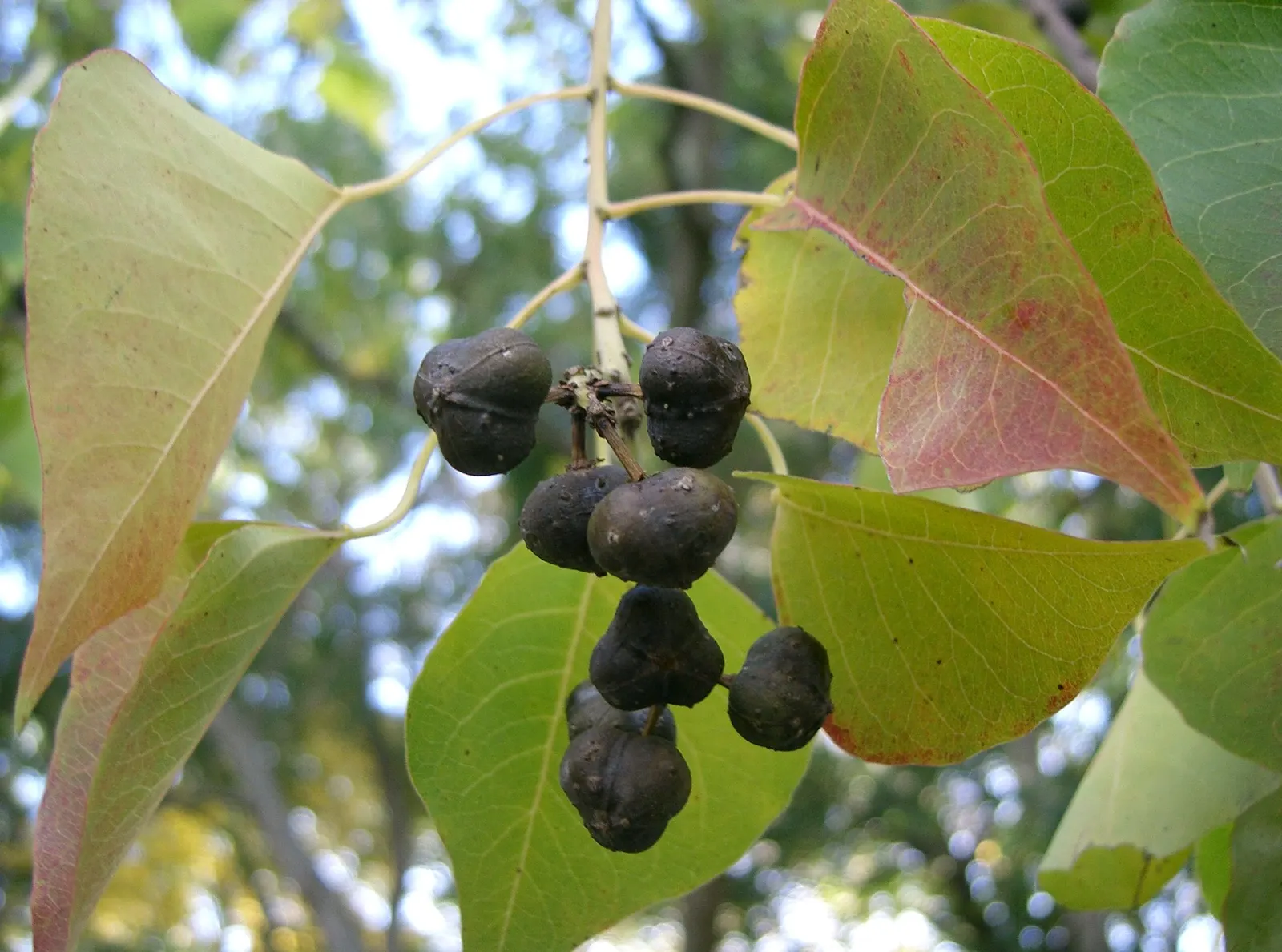 Chinese Tallow Tree (Triadica Sebifera) — The tree's capacity to tolerate pollution and resist disease makes it suitable for urban environments
