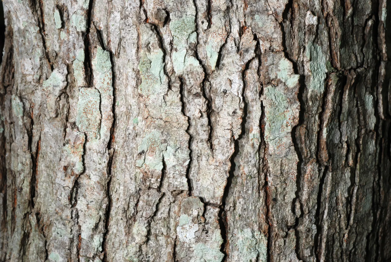Chinese Tallow Tree (Triadica Sebifera) — The Chinese Tallow Tree (Triadica sebifera)