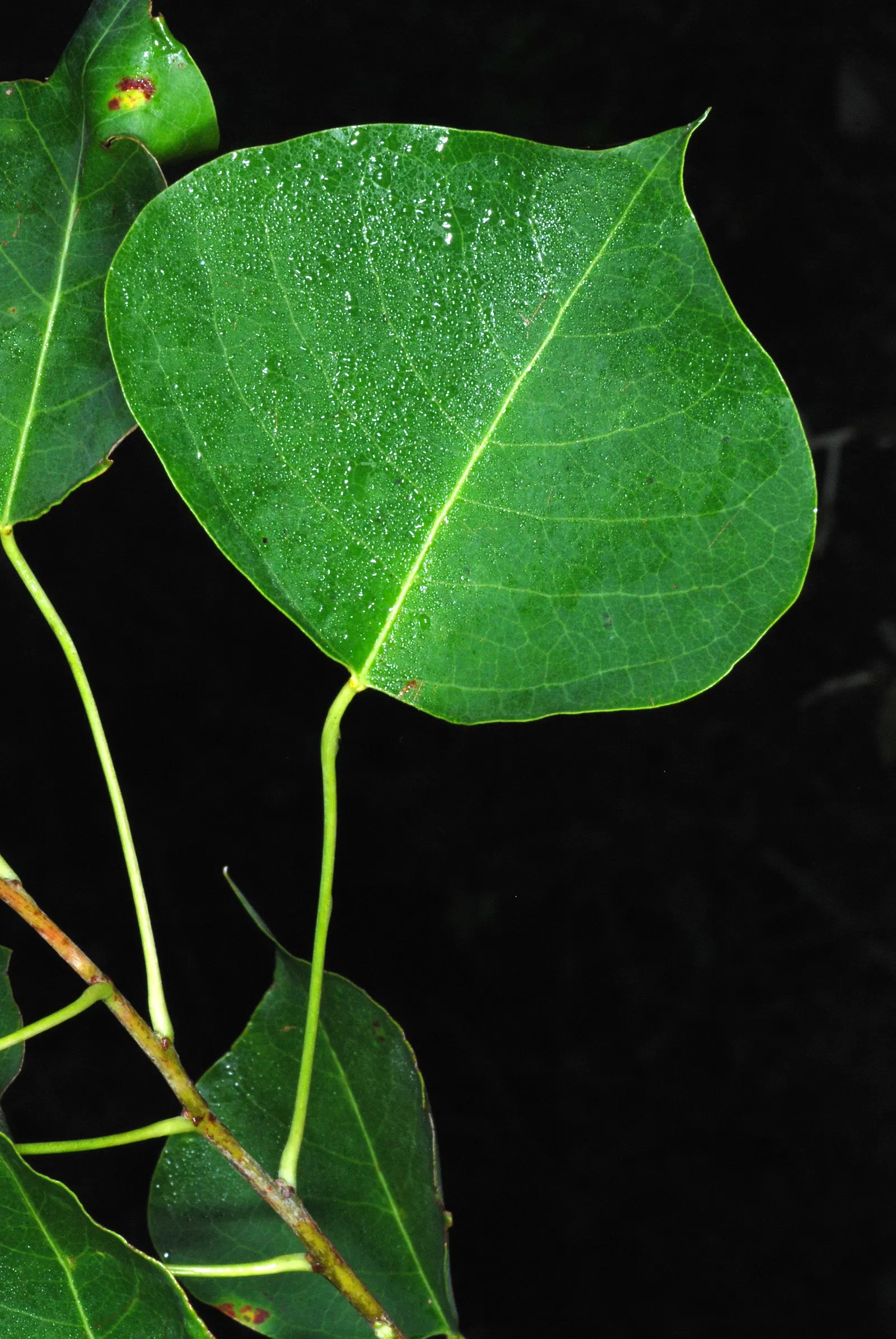 Chinese Tallow Tree (Triadica Sebifera) — also referred to as the Popcorn Tree due to its white popcorn-like seeds