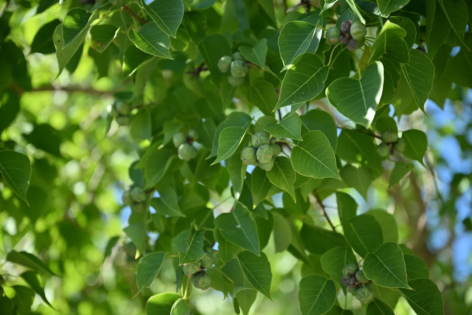 Chinese Tallow Tree (Triadica Sebifera) — making a visually captivating statement in the fall; thriving in a variety of soil types