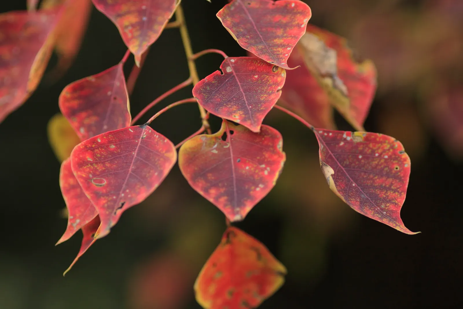 Chinese Tallow Tree (Triadica Sebifera) — It has a moderate canopy spread of about 30 feet and produces seed-containing