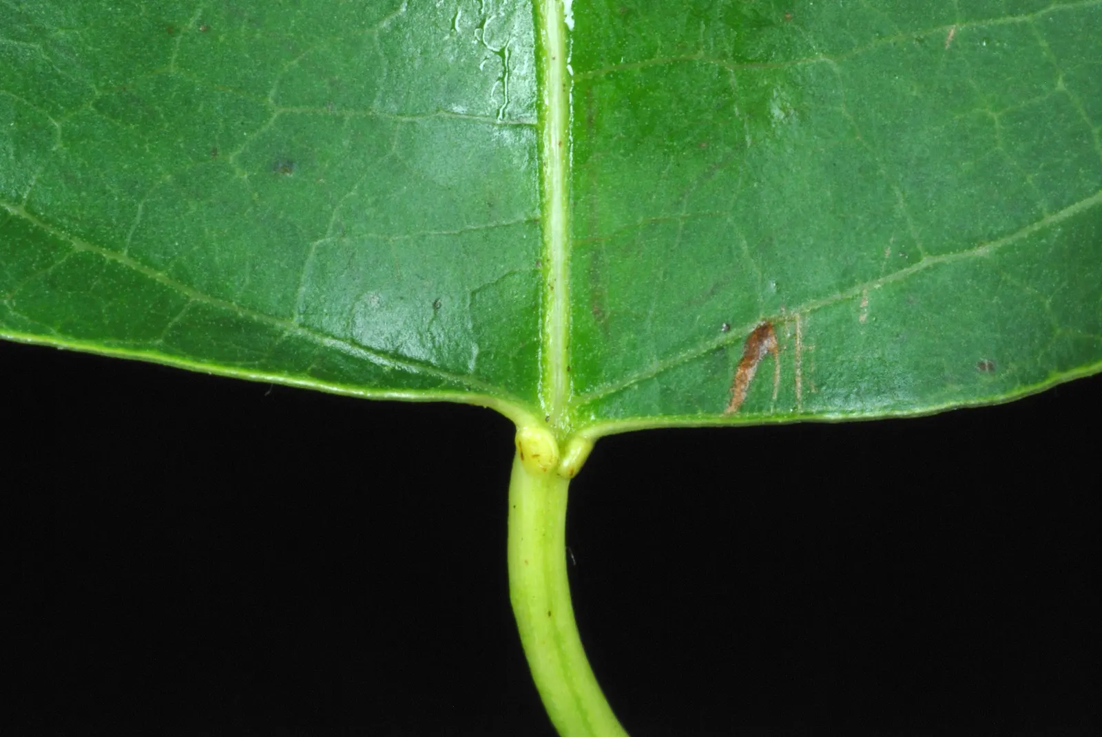 Chinese Tallow Tree (Triadica Sebifera) — it is essential to note that the Chinese Tallow is adaptable; regular maintenance and careful siting can mitigate its