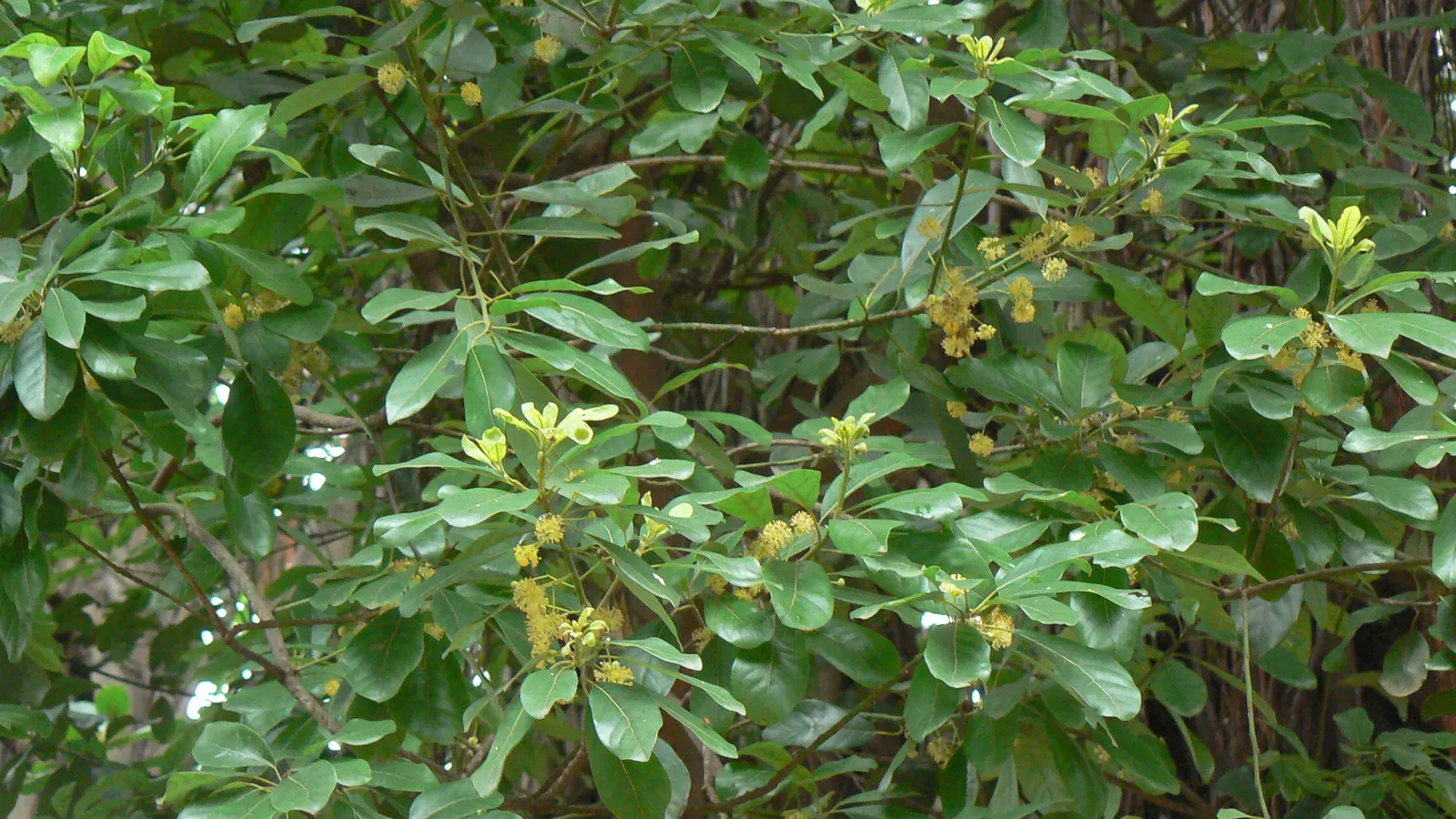 Chinese Tallow Tree (Triadica Sebifera) — The Chinese Tallow Tree (Triadica sebifera) is a fast-growing, deciduous tree reaching up to 40 feet tall