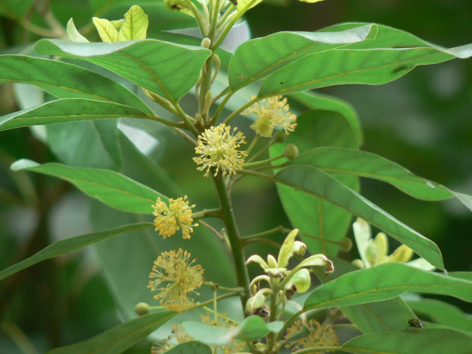 Chinese Tallow Tree (Triadica Sebifera) — Caution: Considered invasive in some areas