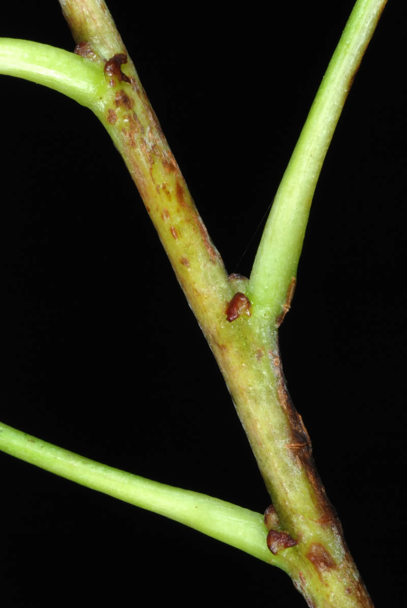 Chinese Tallow Tree (Triadica Sebifera) — The Chinese Tallow Tree (Triadica sebifera); greenish-white fruit by late summer and autumn.<br><br>For clients