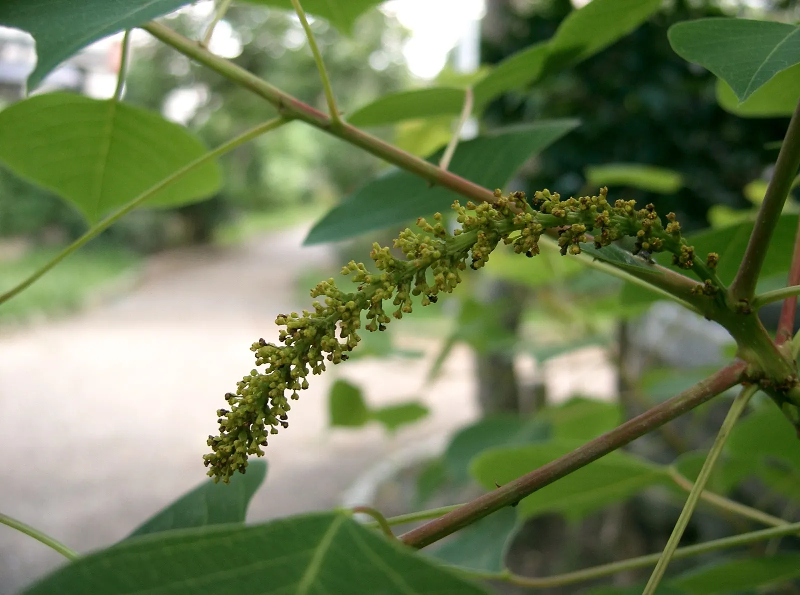 Chinese Tallow Tree (Triadica Sebifera) — also referred to as the Popcorn Tree due to its white popcorn-like seeds; the Chinese Tallow Tree (Triadica sebifera)