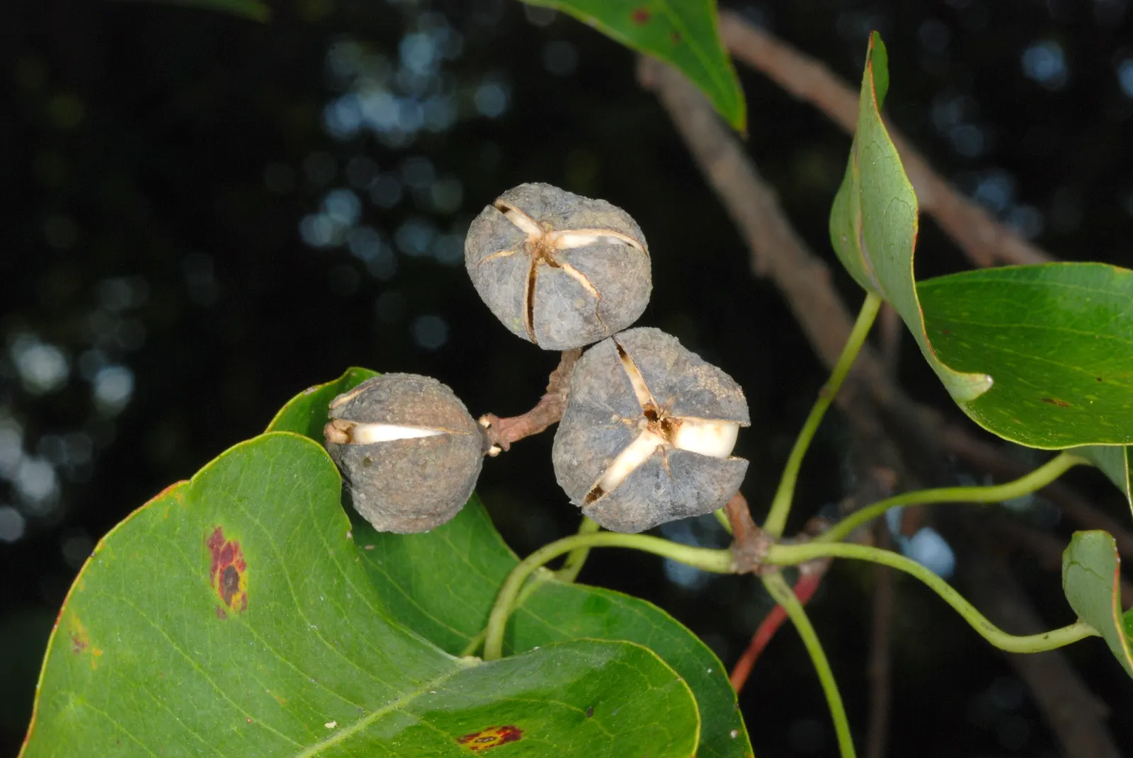 Chinese Tallow Tree (Triadica Sebifera) — The Chinese Tallow Tree (Triadica sebifera) is a fast-growing, deciduous tree reaching up to 40 feet tall; white-waxy