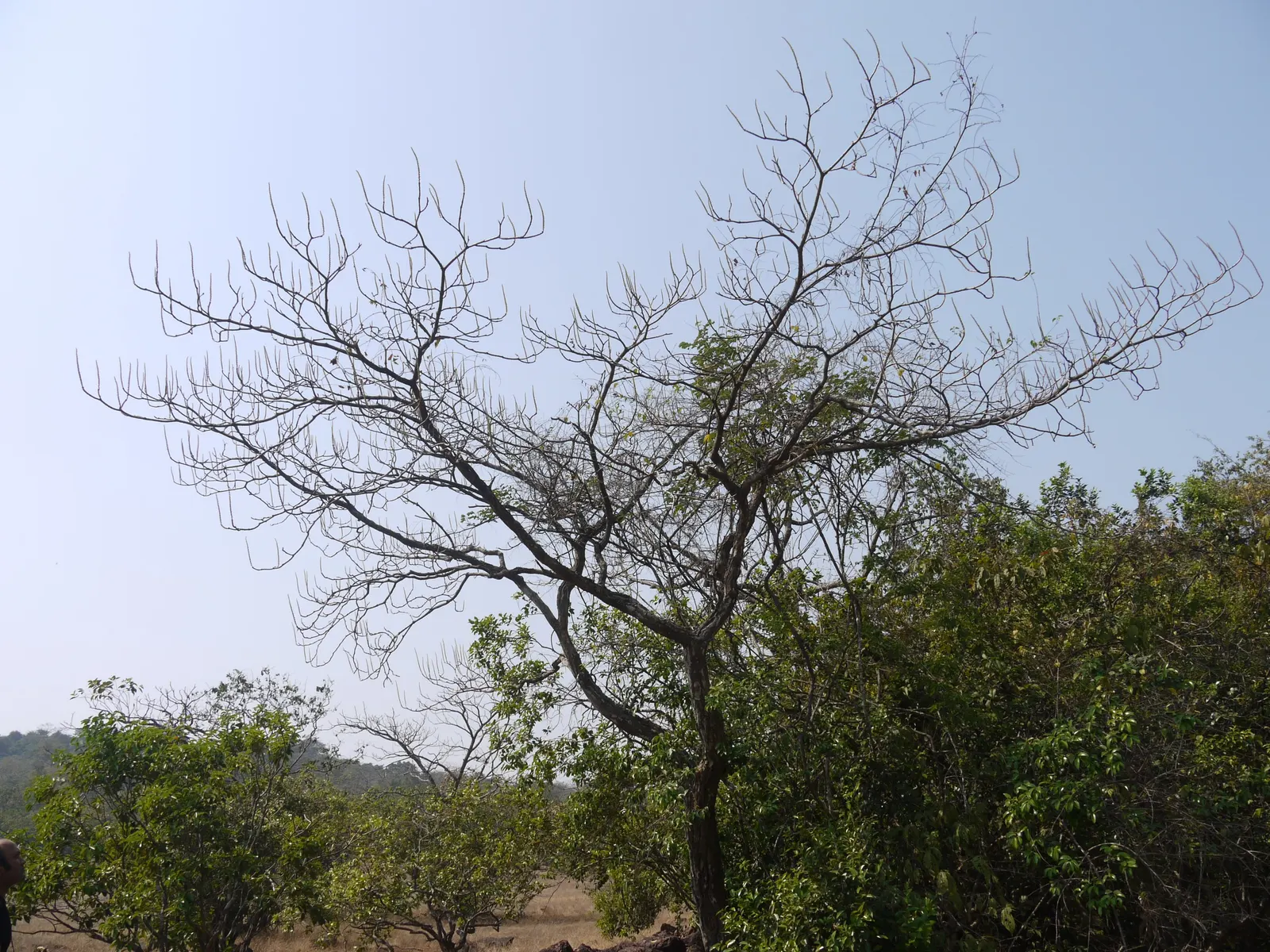 Chinese Tallow Tree (Triadica Sebifera) — thriving in a variety of soil types